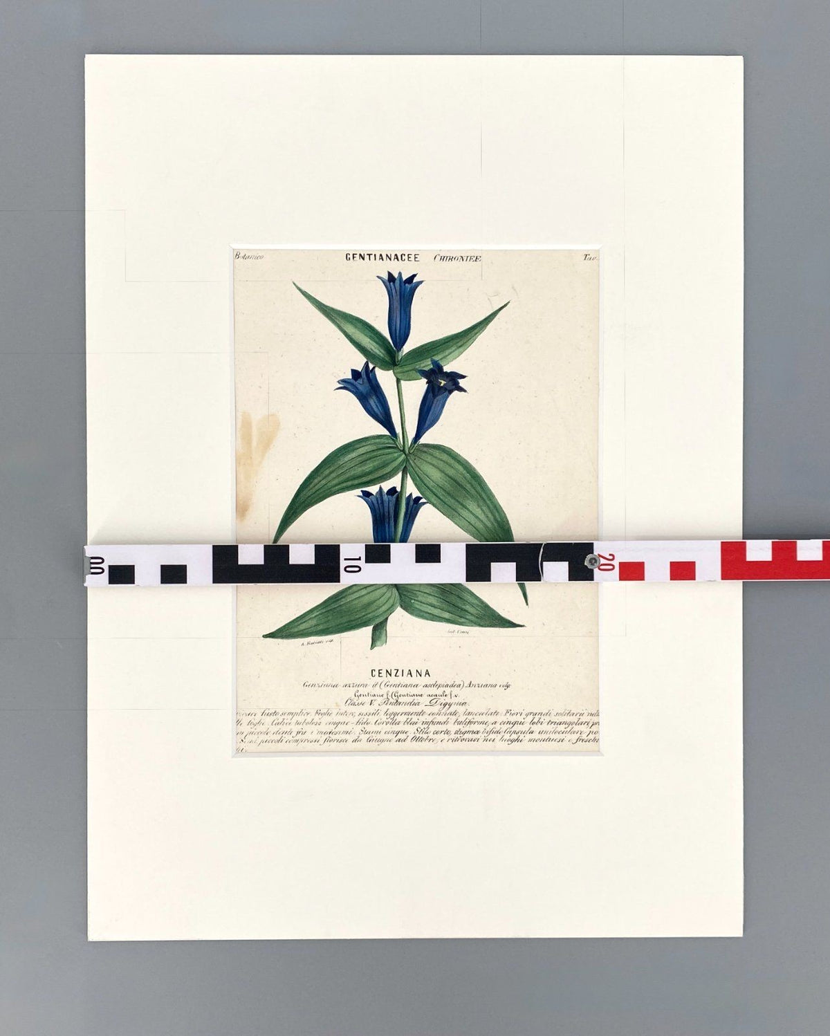 *3x GRAFIK KUPFERSTICH ANTIK BOTANISCH BLUMEN PFLANZEN KOLORIERT