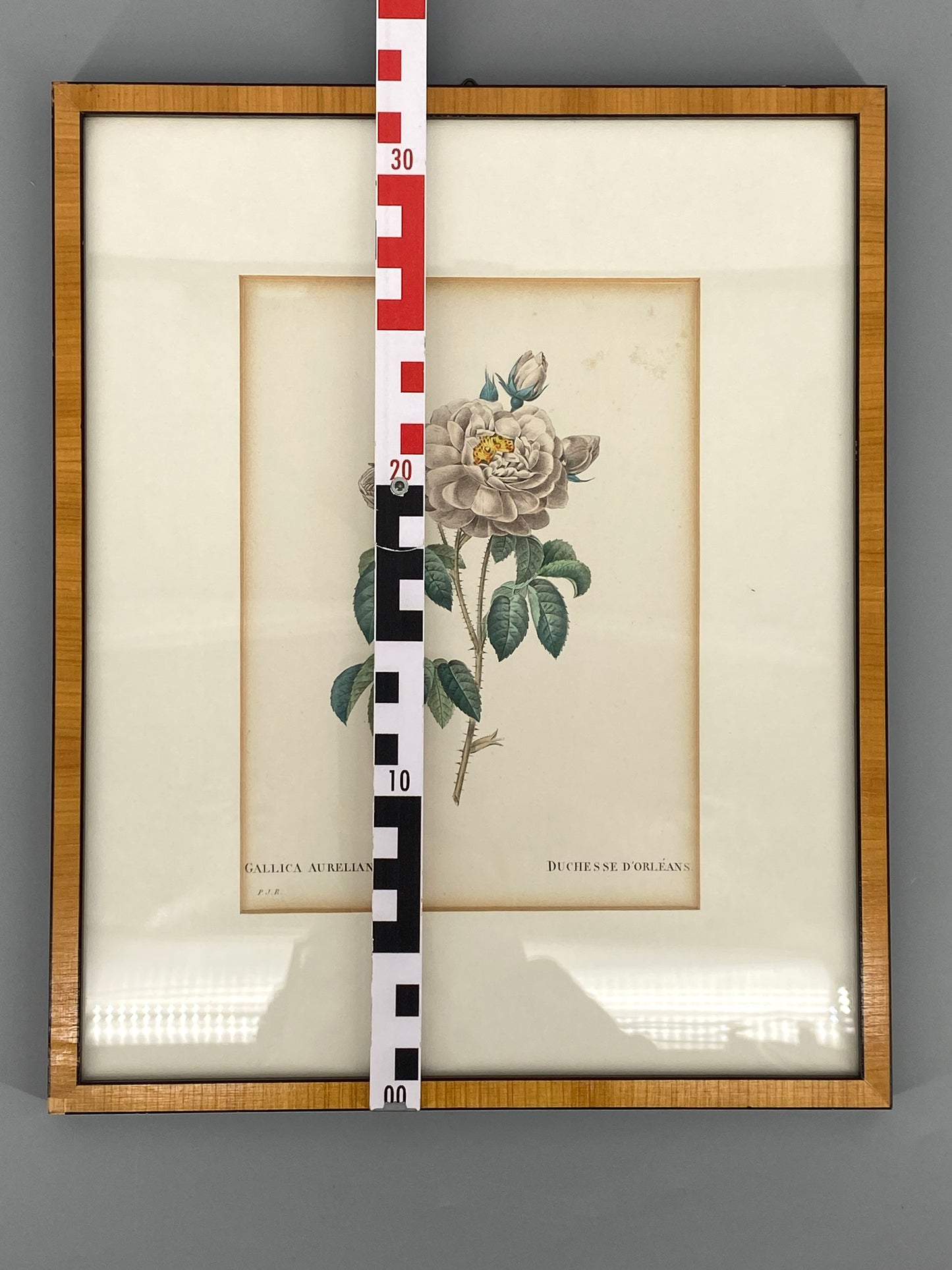 Zwei kolorierte Kupferstiche in Punktiermanier von Pierre-Joseph Redouté (1759-1840), 1820er Jahre