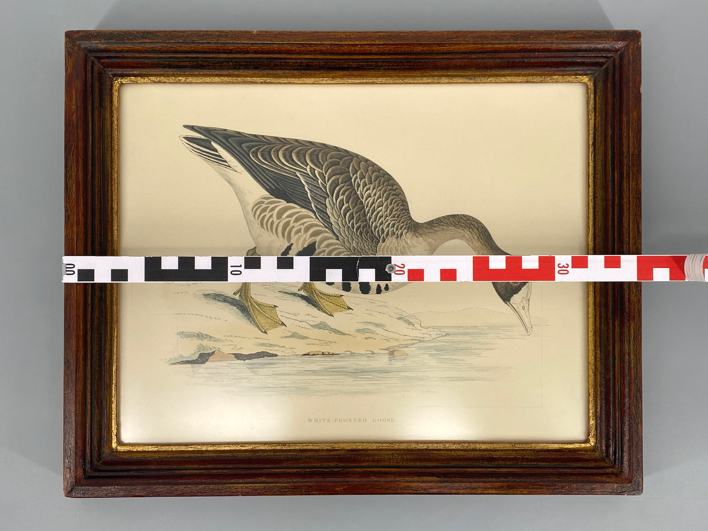 Handkolorierter Holzstich "White-fronted Goose" von Beverley R. Morris, 1855