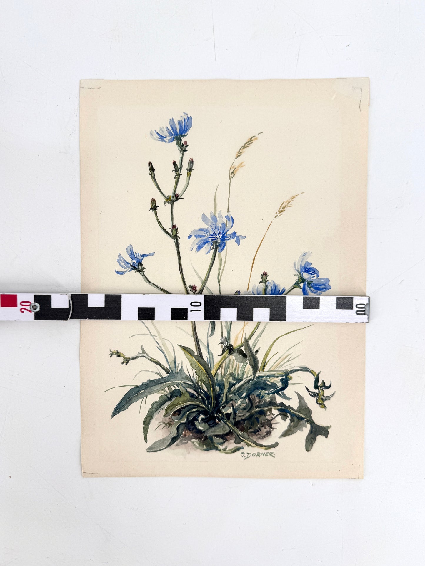 Wegwarten-Blüten. Aquarell von Josef Dorner