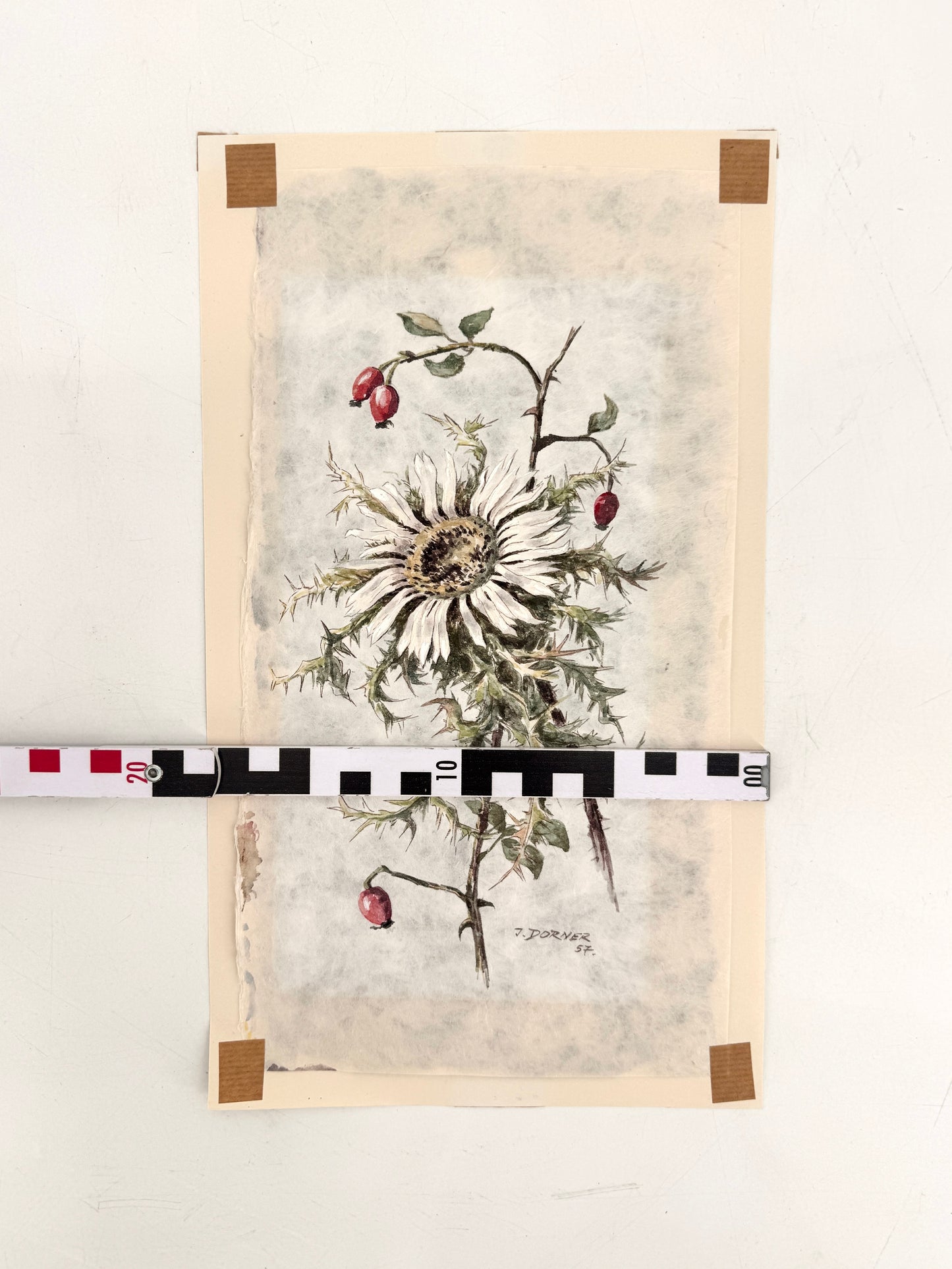 Verdorrte Distel mit Beeren. Aquarell von Josef Dorner