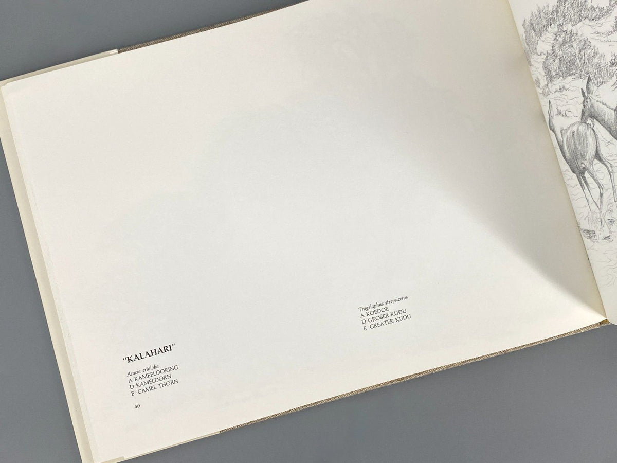 *BUCH DIETER ASCHENBORN NATURZEICHNUNGEN AFRIKA TIERE GAMSBERG