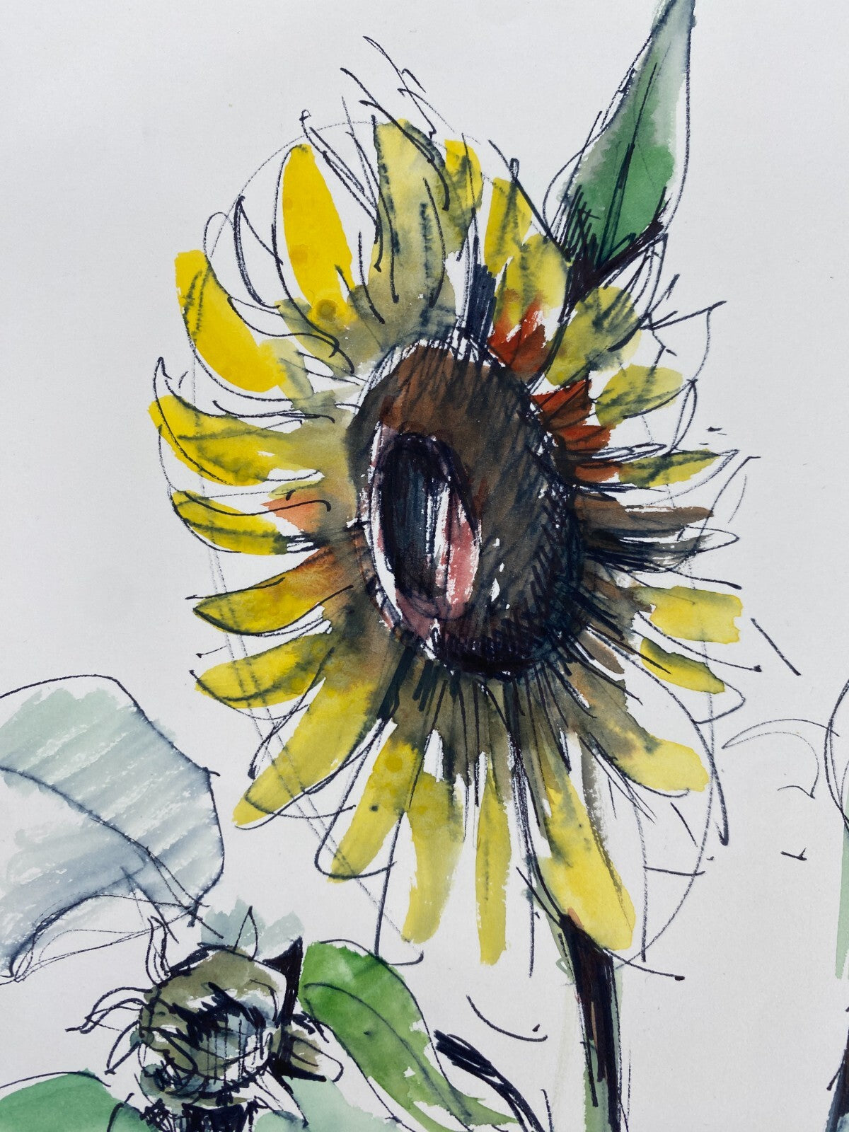 * HANS OTT KOLORIERTE TUSCHEZEICHNUNG HANDSIGNIERT 1968 WIDMUNG SONNENBLUME