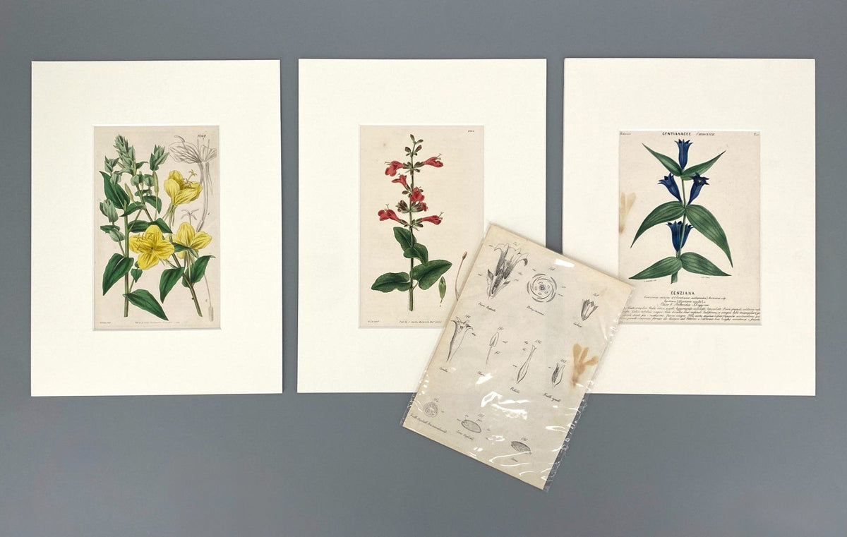 *3x GRAFIK KUPFERSTICH ANTIK BOTANISCH BLUMEN PFLANZEN KOLORIERT
