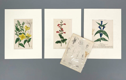 *3x GRAFIK KUPFERSTICH ANTIK BOTANISCH BLUMEN PFLANZEN KOLORIERT