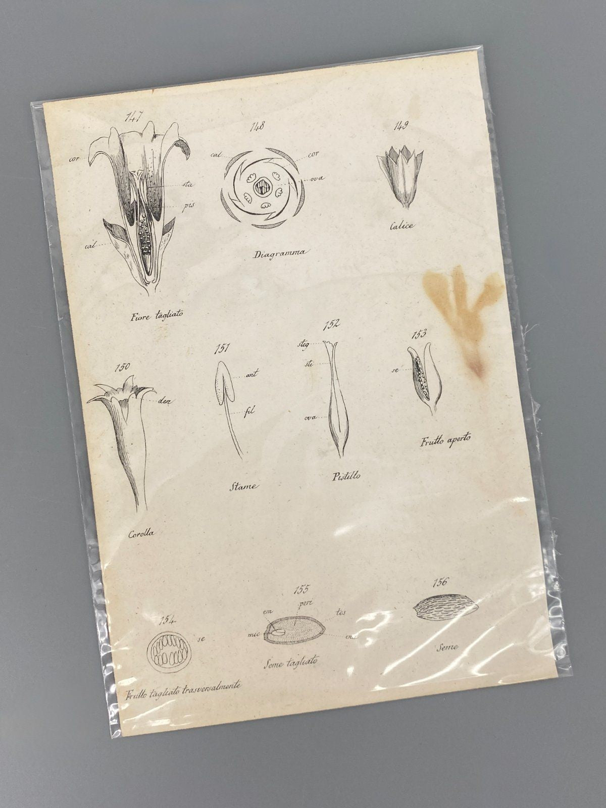 *3x GRAFIK KUPFERSTICH ANTIK BOTANISCH BLUMEN PFLANZEN KOLORIERT