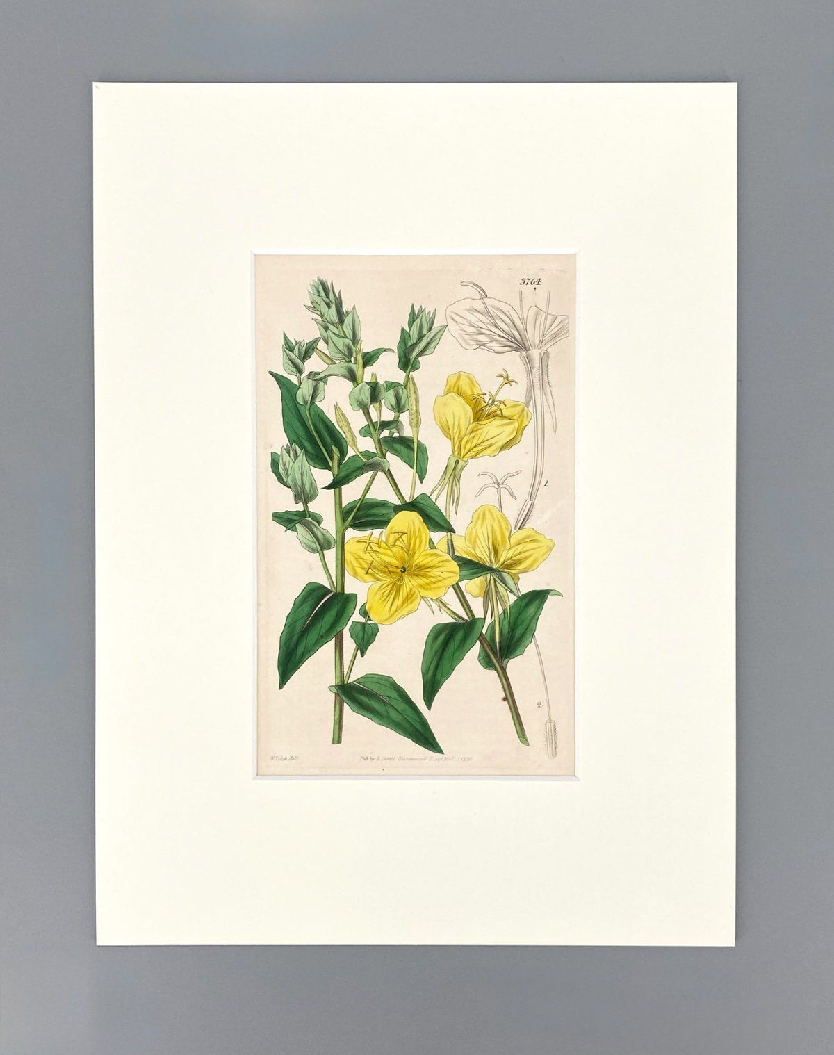 *3x GRAFIK KUPFERSTICH ANTIK BOTANISCH BLUMEN PFLANZEN KOLORIERT