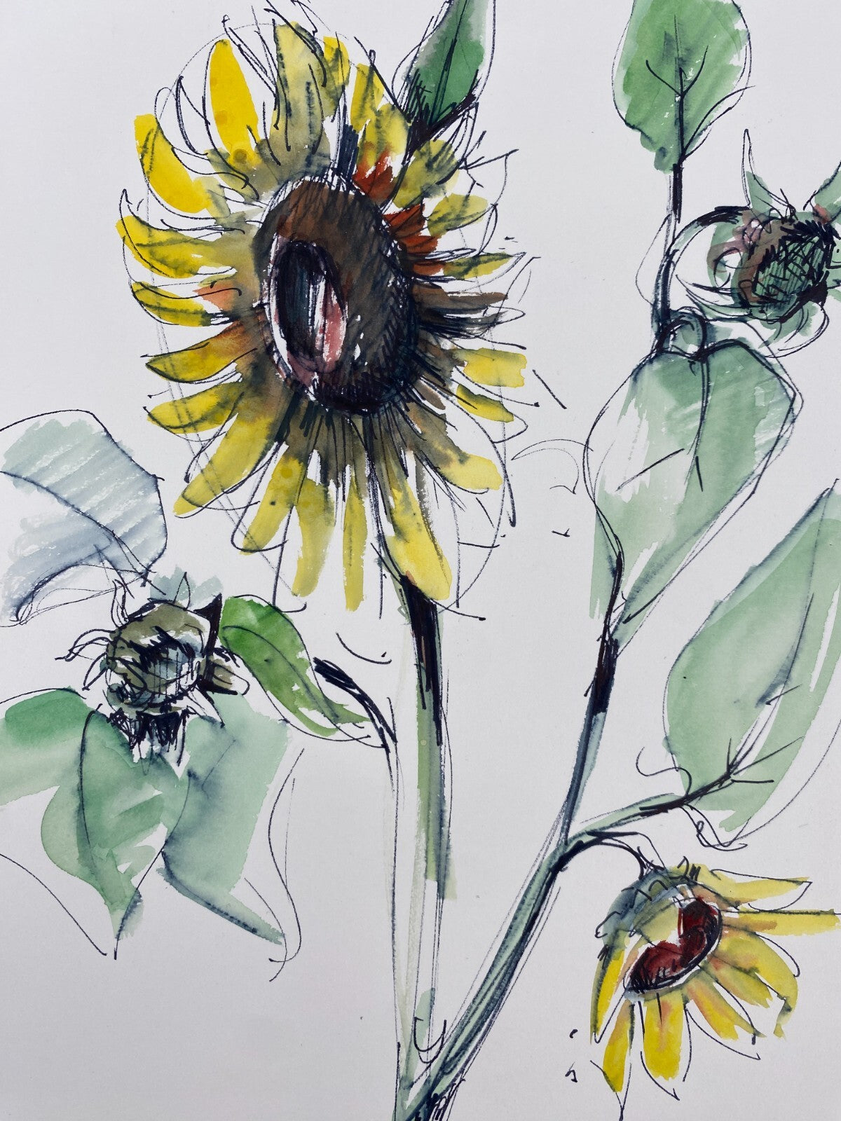 * HANS OTT KOLORIERTE TUSCHEZEICHNUNG HANDSIGNIERT 1968 WIDMUNG SONNENBLUME