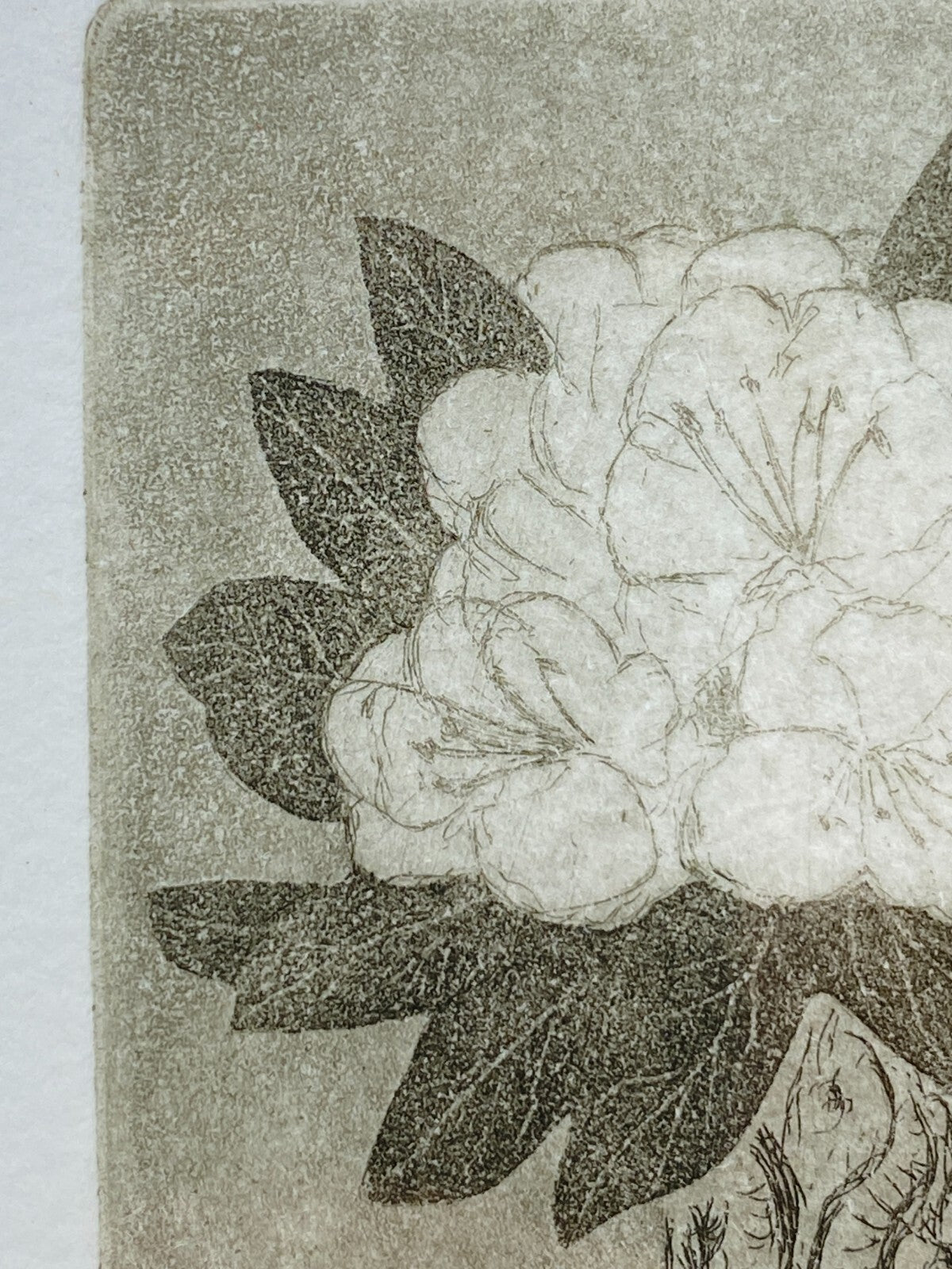 * ALPENROSE RADIERUNG AQUA TINTA ALFRED SCHMIDT LIMITIERT SIGNIERT GERAHMT