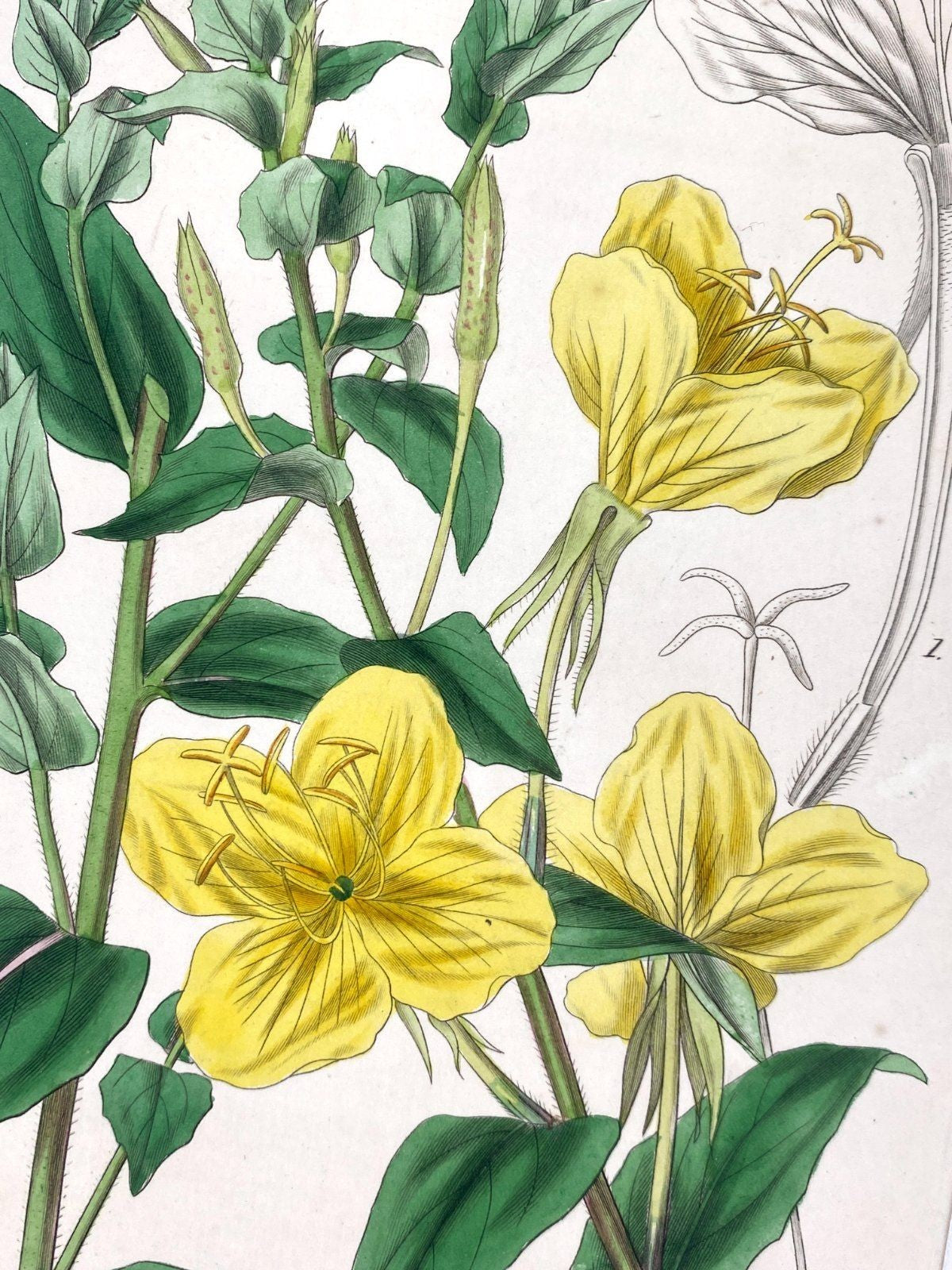 *3x GRAFIK KUPFERSTICH ANTIK BOTANISCH BLUMEN PFLANZEN KOLORIERT