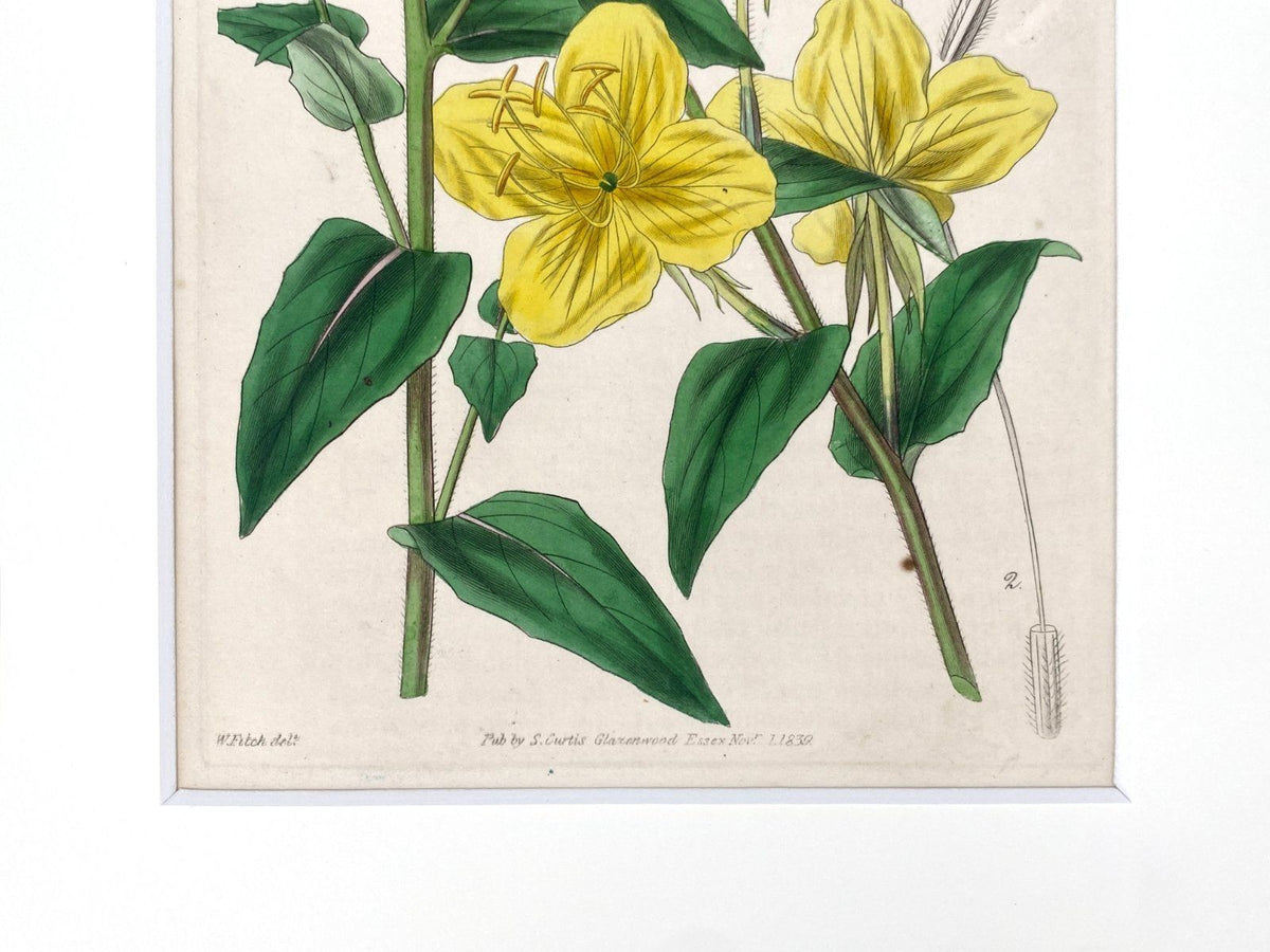 *3x GRAFIK KUPFERSTICH ANTIK BOTANISCH BLUMEN PFLANZEN KOLORIERT