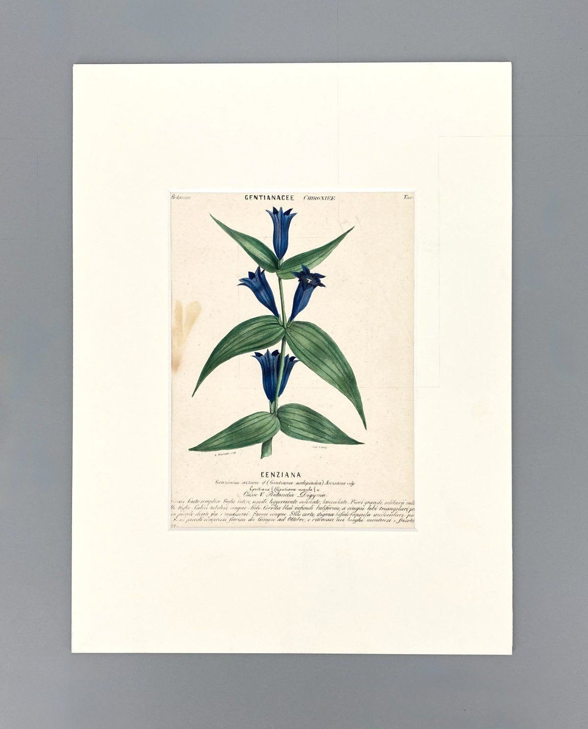 *3x GRAFIK KUPFERSTICH ANTIK BOTANISCH BLUMEN PFLANZEN KOLORIERT