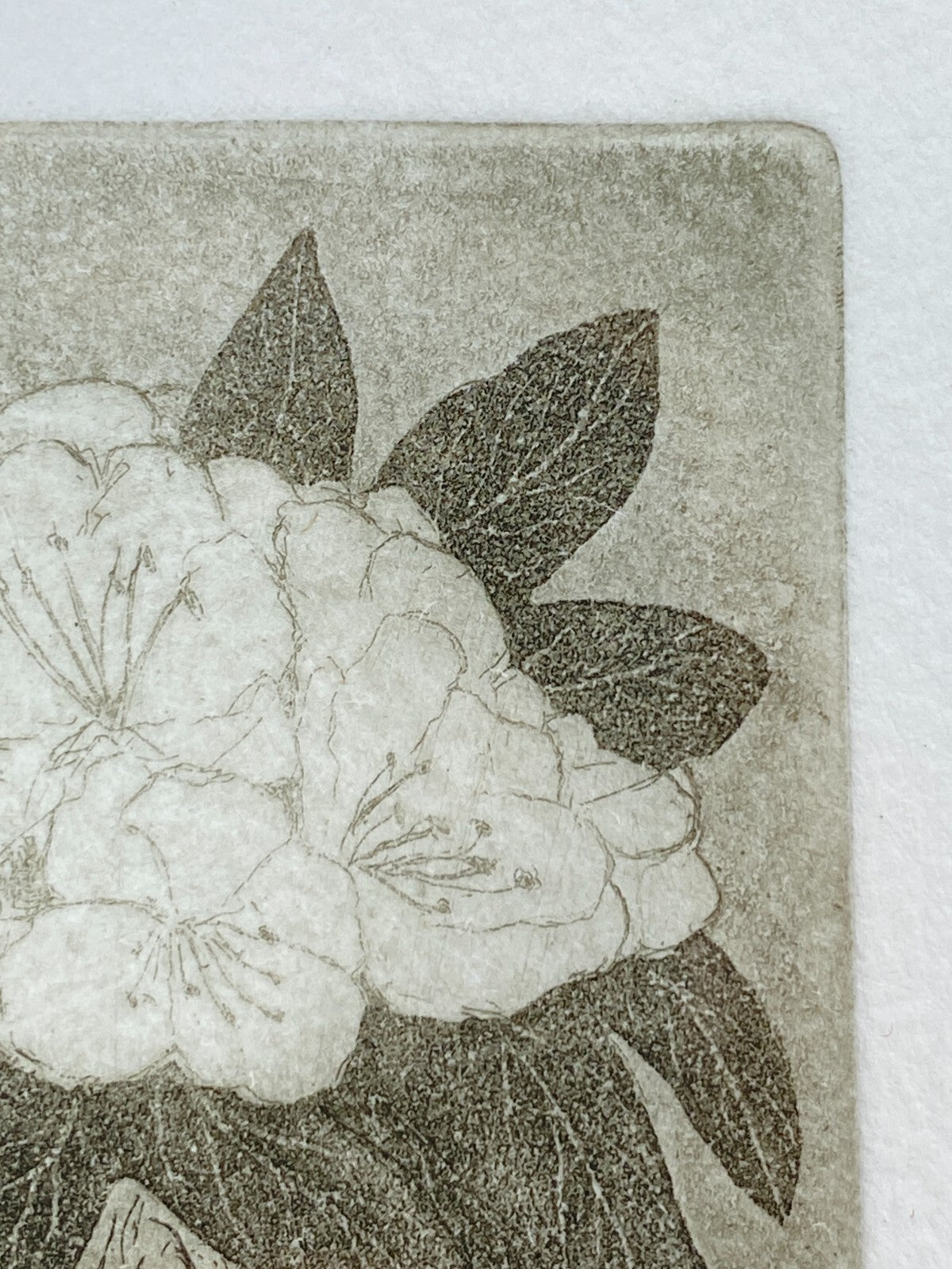 * ALPENROSE RADIERUNG AQUA TINTA ALFRED SCHMIDT LIMITIERT SIGNIERT GERAHMT