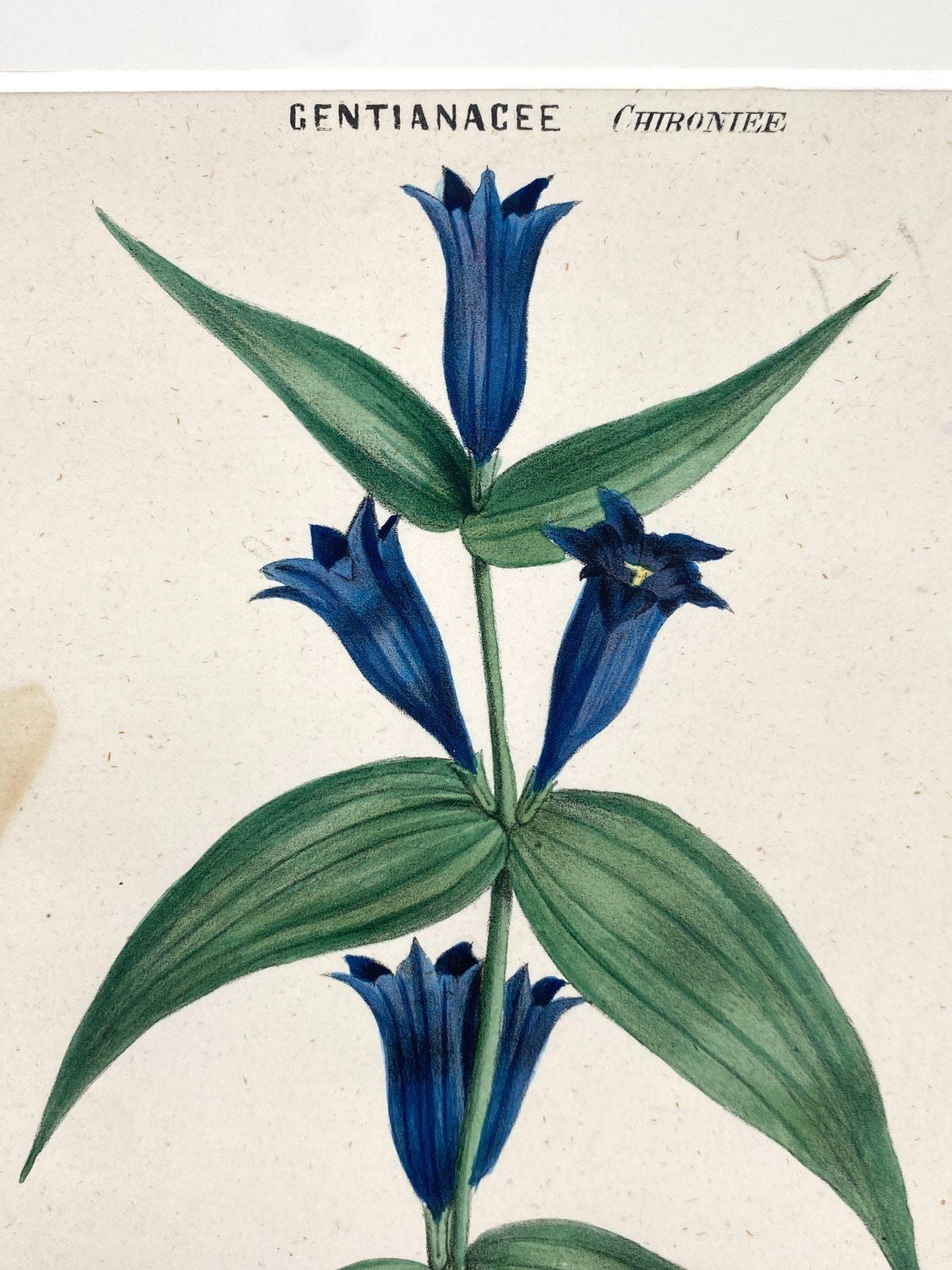 *3x GRAFIK KUPFERSTICH ANTIK BOTANISCH BLUMEN PFLANZEN KOLORIERT