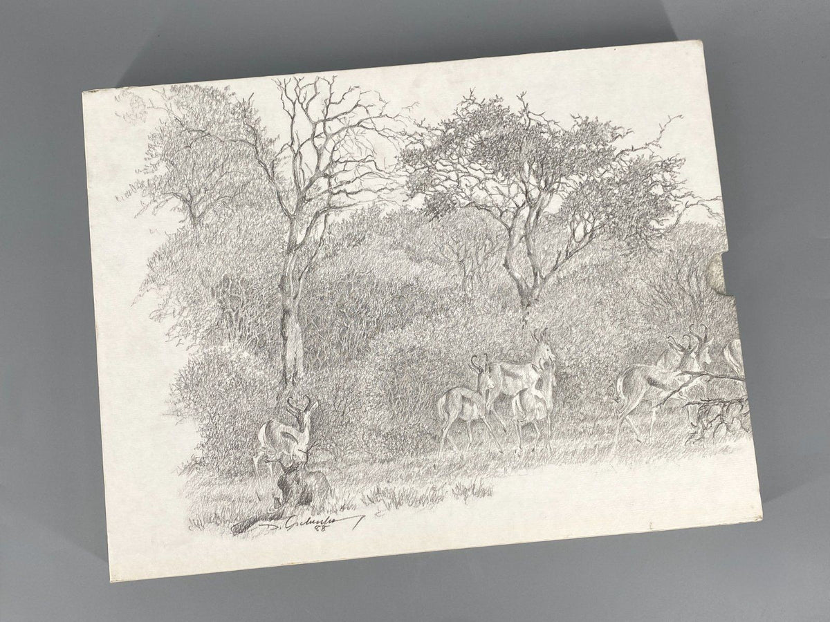 *BUCH DIETER ASCHENBORN NATURZEICHNUNGEN AFRIKA TIERE GAMSBERG
