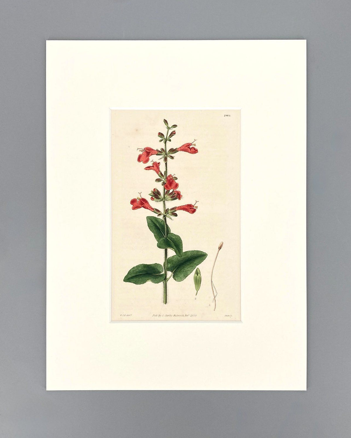 *3x GRAFIK KUPFERSTICH ANTIK BOTANISCH BLUMEN PFLANZEN KOLORIERT