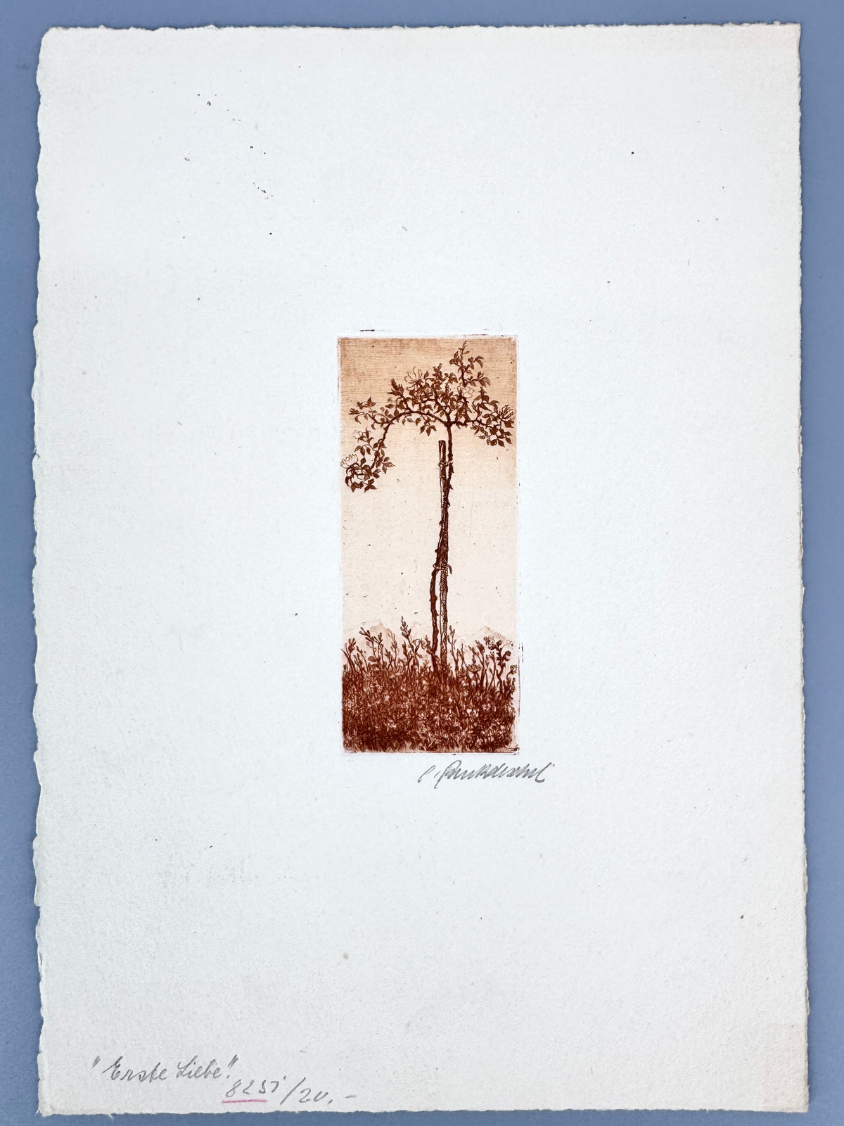 Erste Liebe, Junger Baum. Radierung