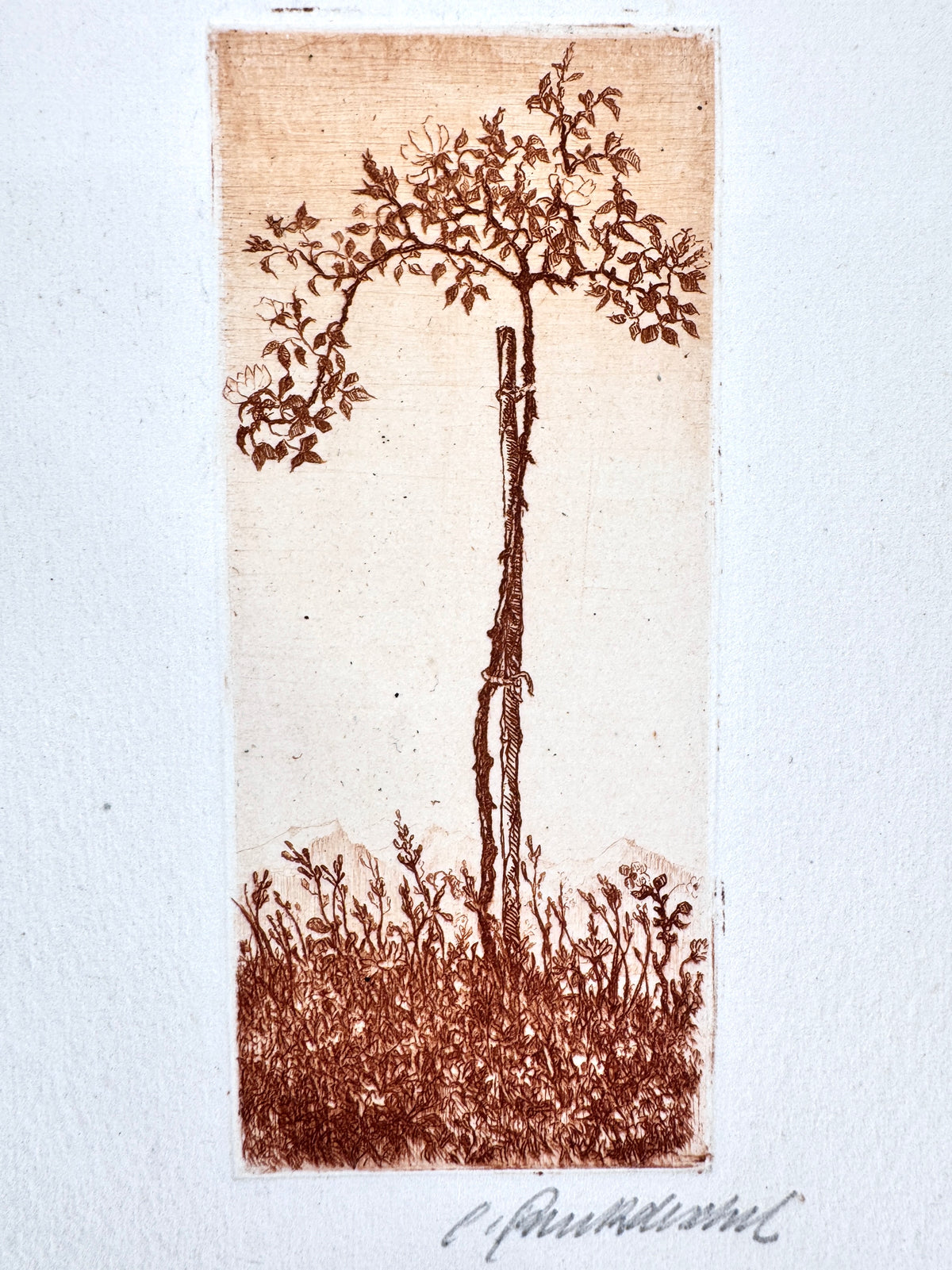 Erste Liebe, Junger Baum. Radierung