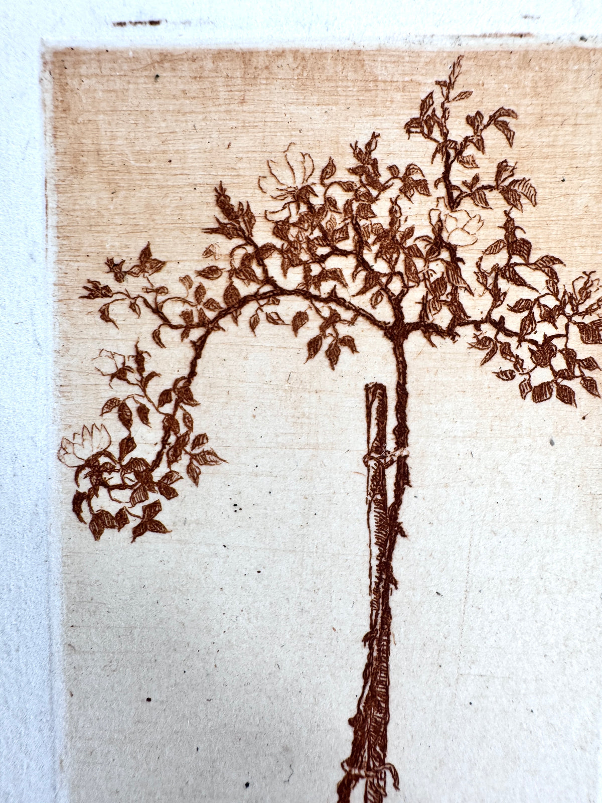 Erste Liebe, Junger Baum. Radierung