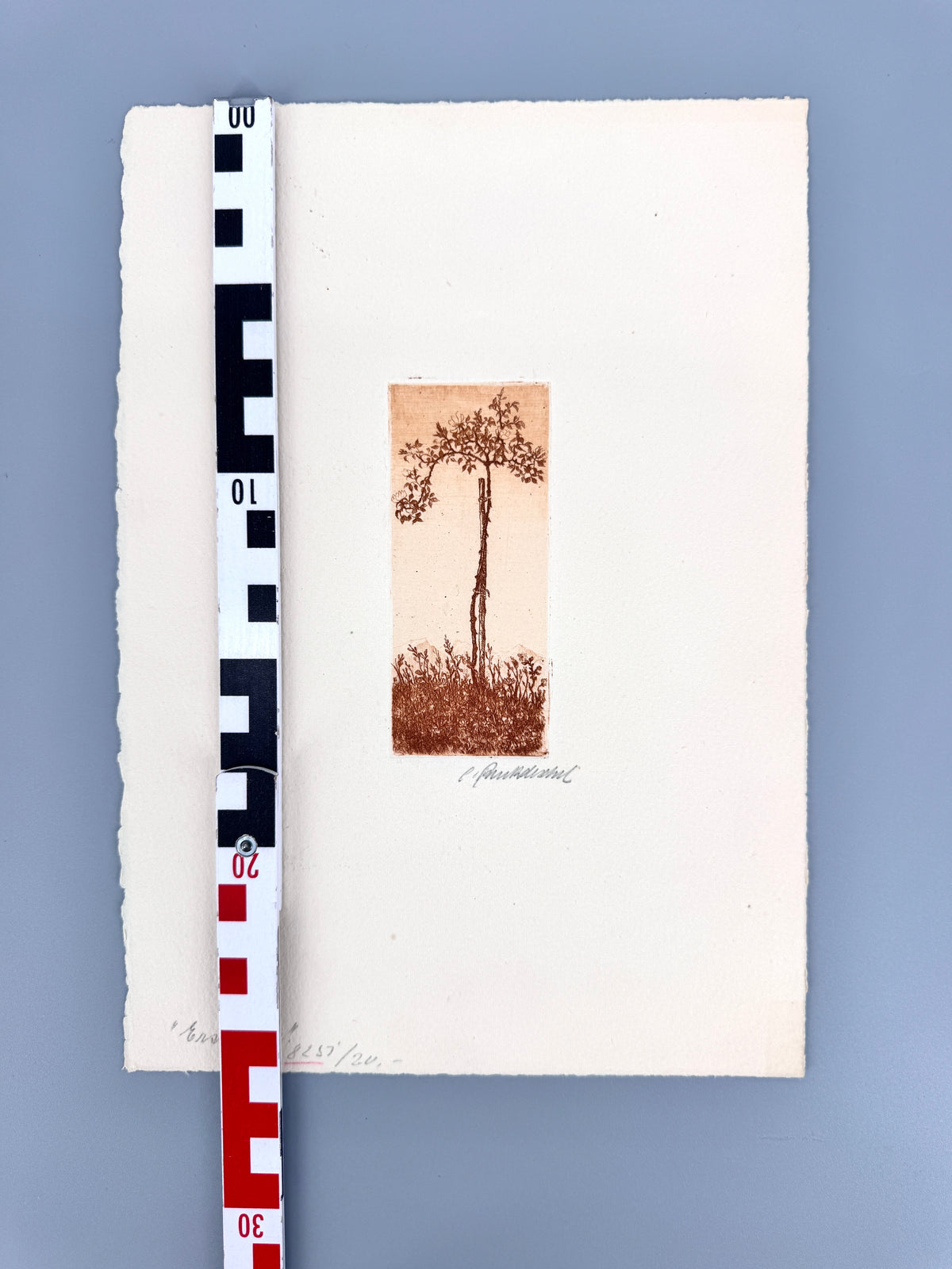 Erste Liebe, Junger Baum. Radierung