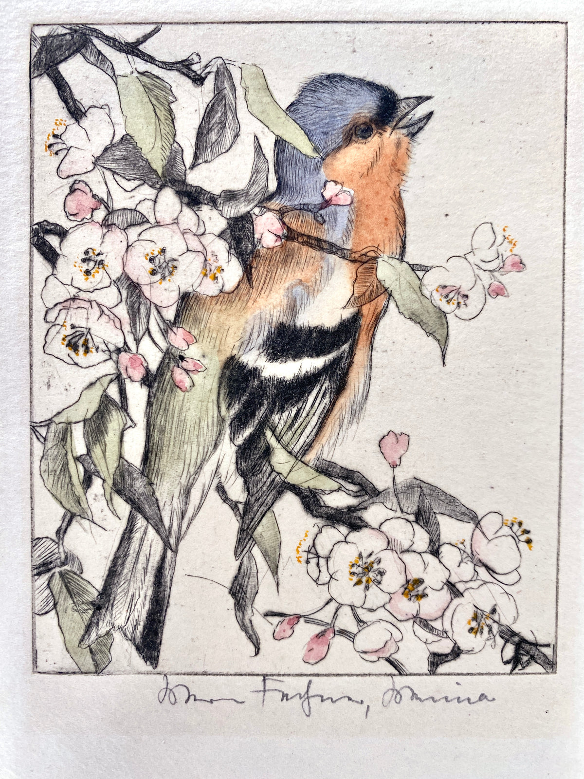 Buchfink zwischen Apfelblüten, Radierung in feiner Farbigkeit.
