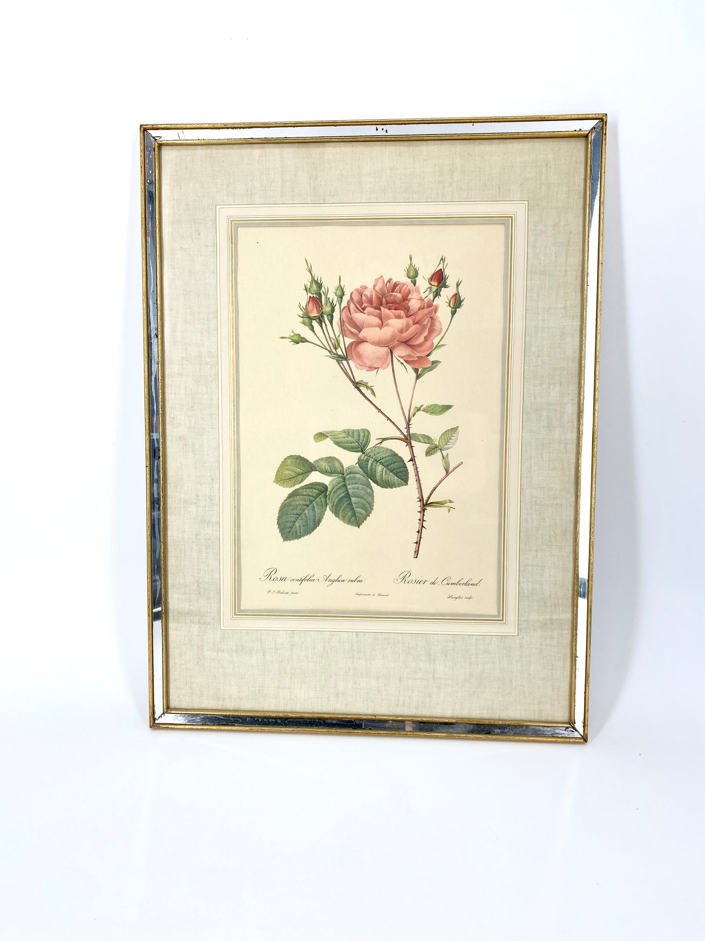 2x Redoute - Rosa Centifolia/Blanc. Offset-Druck Rose, botanisch-klassisch.