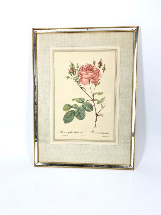 2x Redoute - Rosa Centifolia/Blanc. Offset-Druck Rose, botanisch-klassisch.