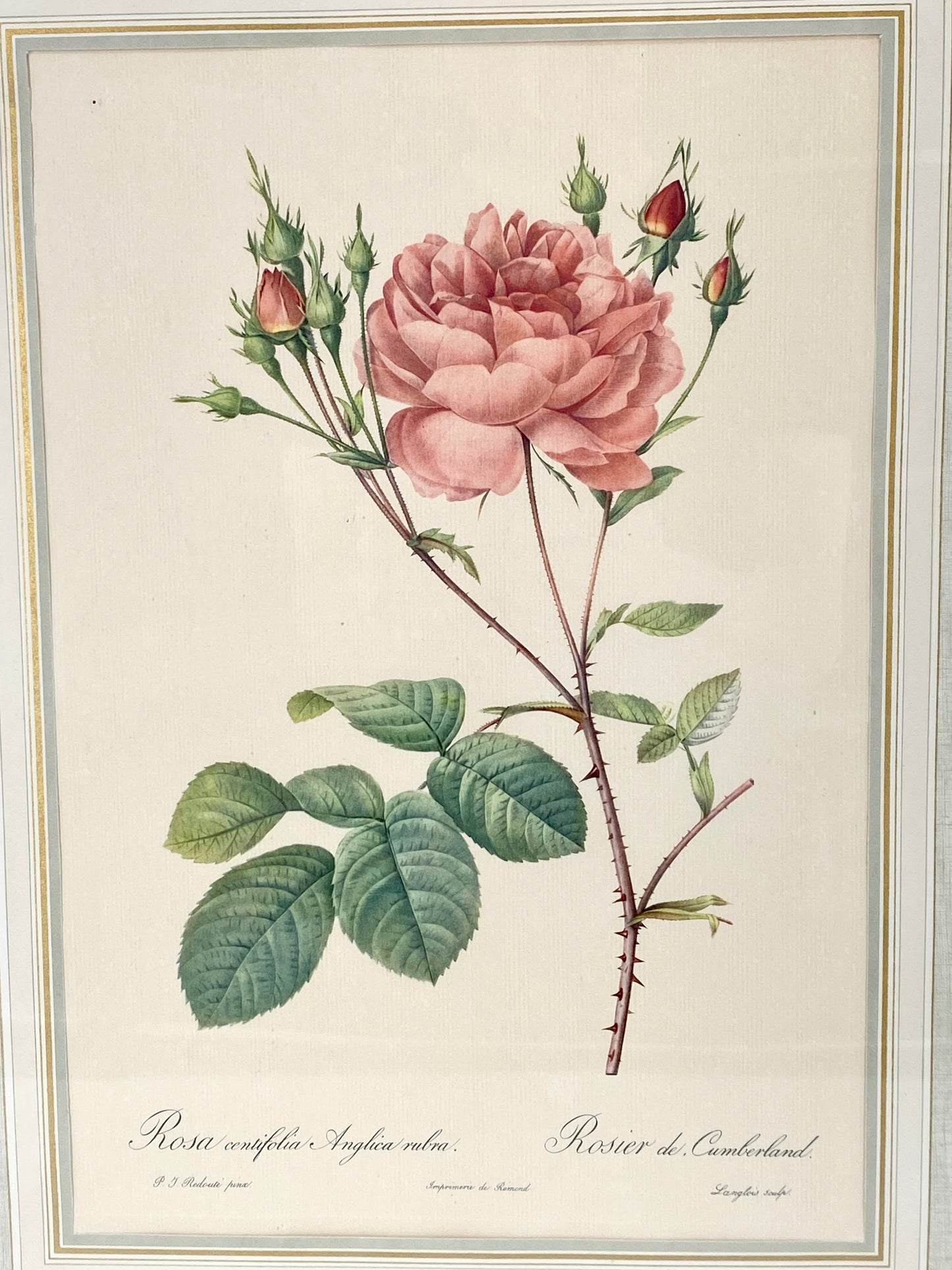 2x Redoute - Rosa Centifolia/Blanc. Offset-Druck Rose, botanisch-klassisch.