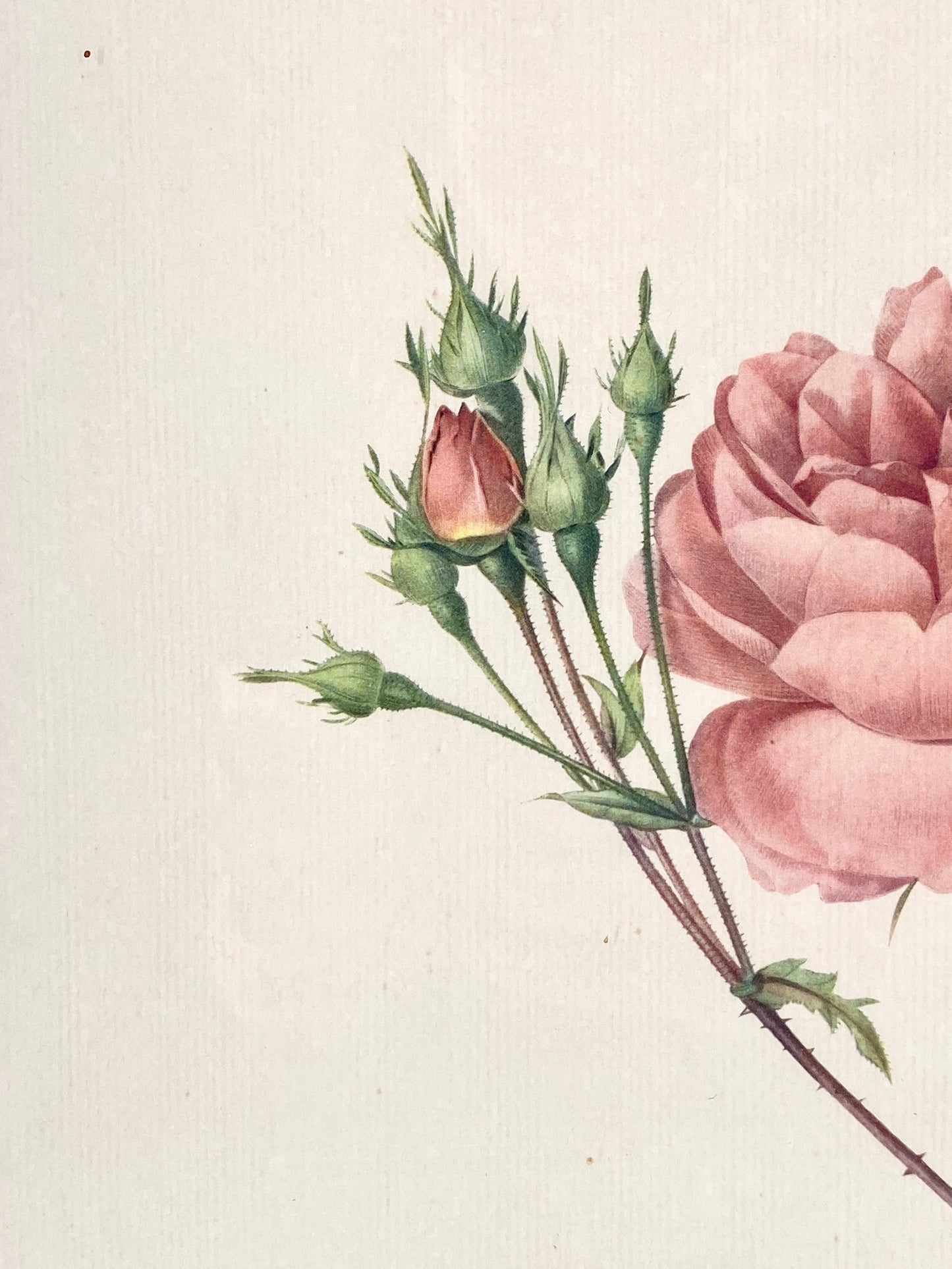2x Redoute - Rosa Centifolia/Blanc. Offset-Druck Rose, botanisch-klassisch.