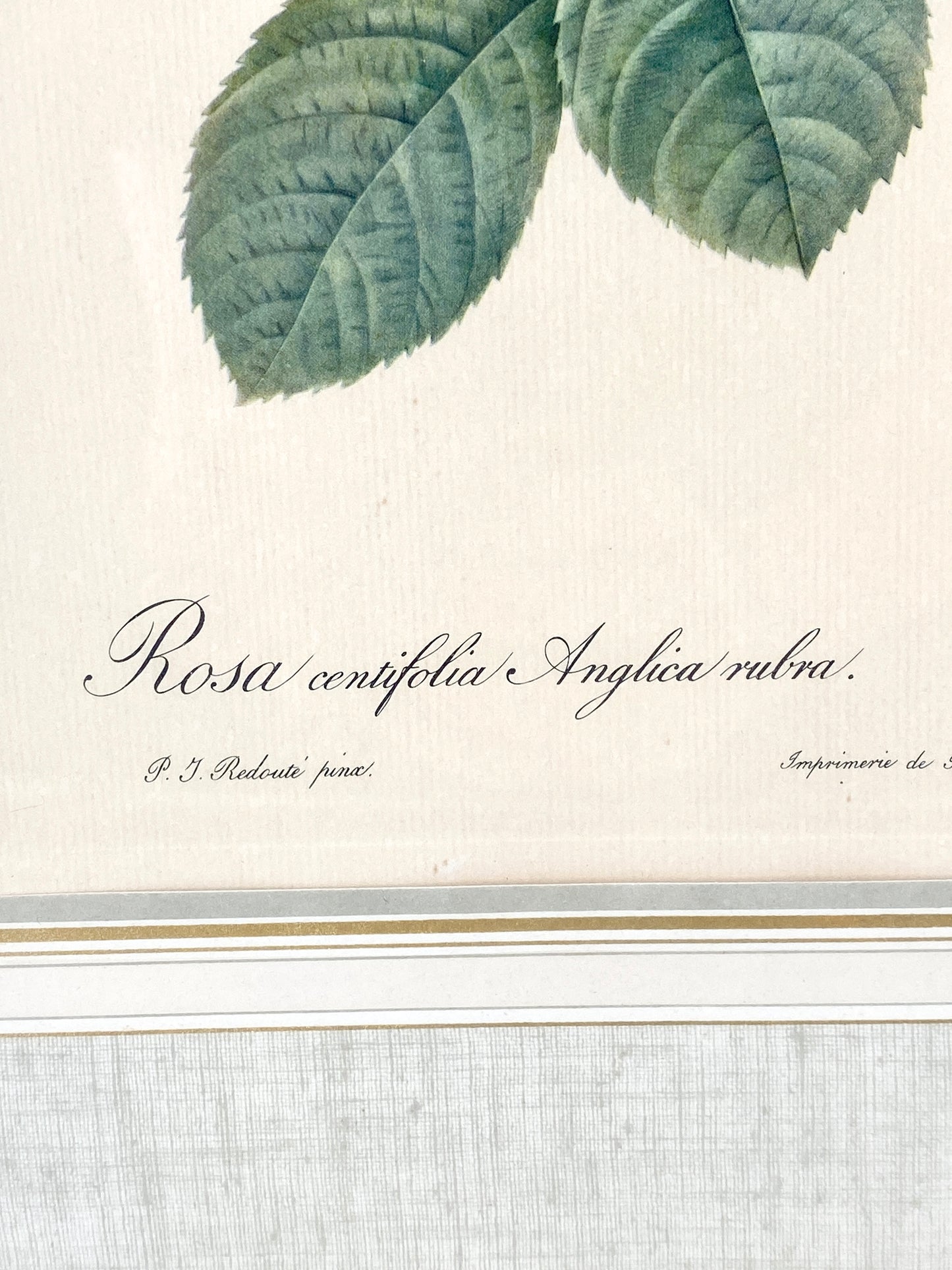 2x Redoute - Rosa Centifolia/Blanc. Offset-Druck Rose, botanisch-klassisch.