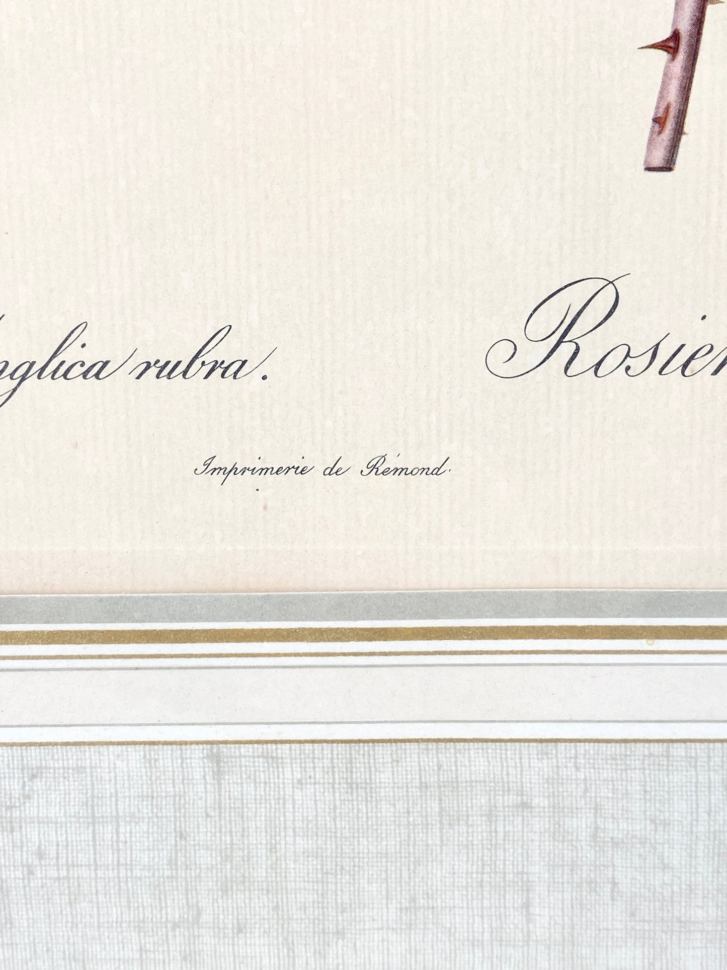 2x Redoute - Rosa Centifolia/Blanc. Offset-Druck Rose, botanisch-klassisch.