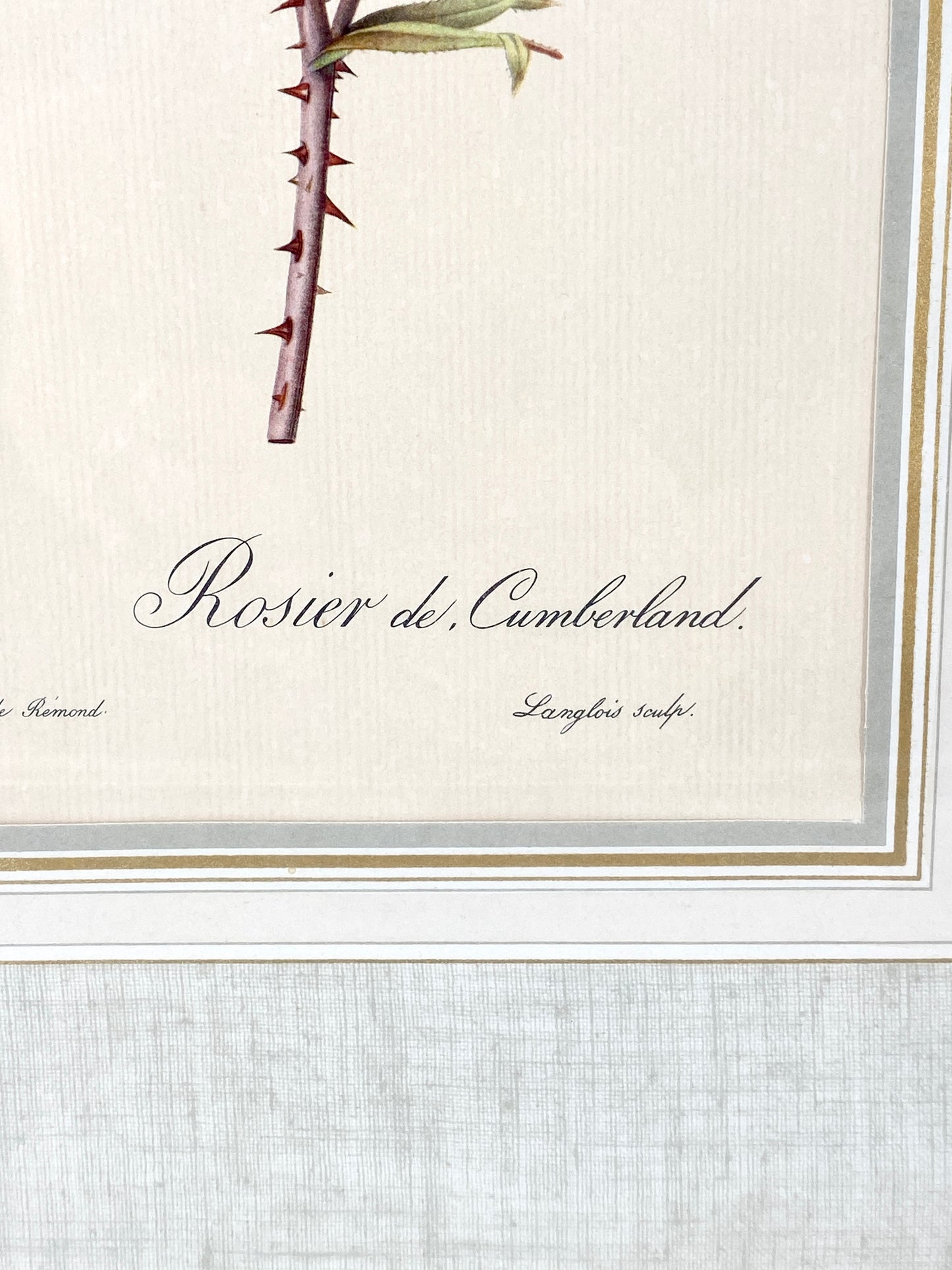 2x Redoute - Rosa Centifolia/Blanc. Offset-Druck Rose, botanisch-klassisch.