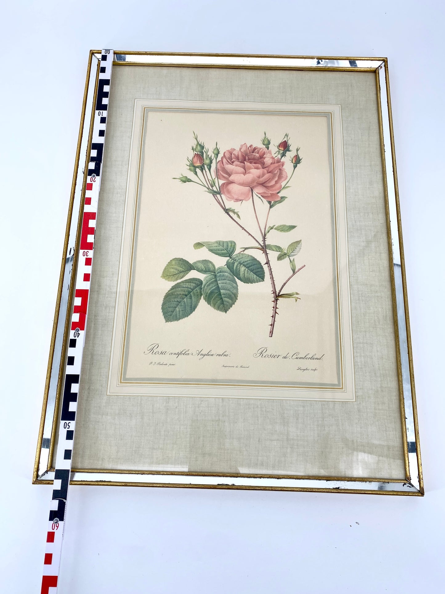 2x Redoute - Rosa Centifolia/Blanc. Offset-Druck Rose, botanisch-klassisch.
