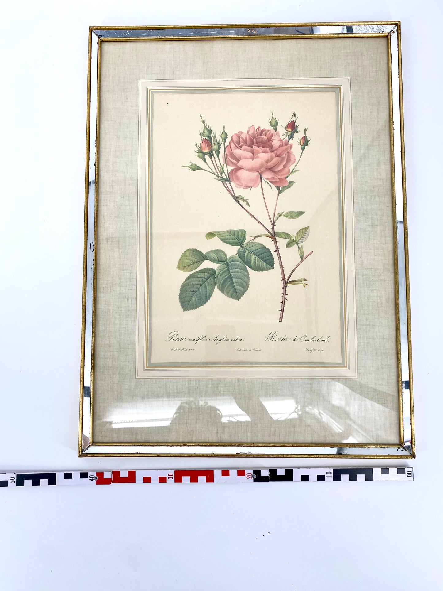 2x Redoute - Rosa Centifolia/Blanc. Offset-Druck Rose, botanisch-klassisch.
