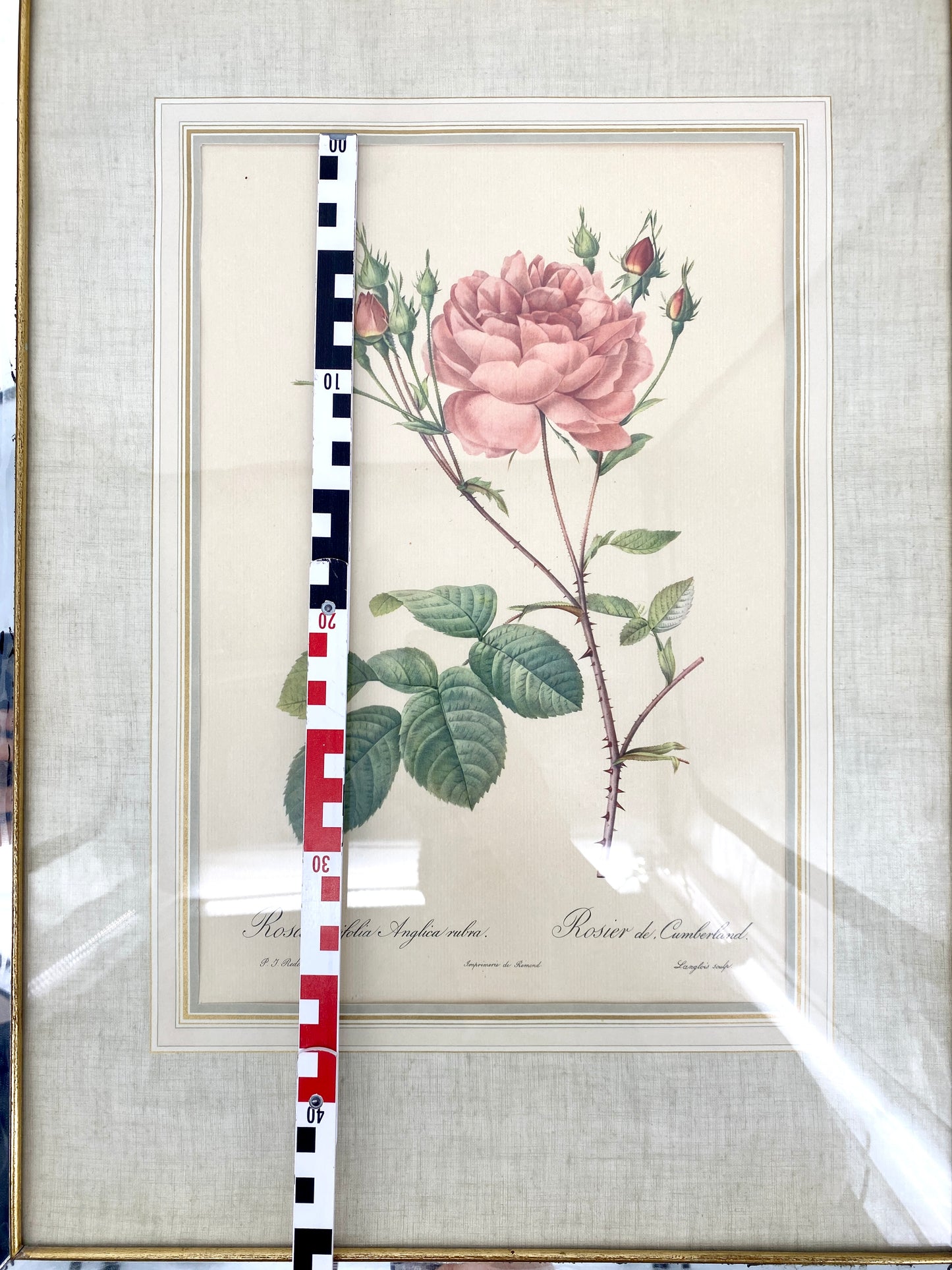 2x Redoute - Rosa Centifolia/Blanc. Offset-Druck Rose, botanisch-klassisch.