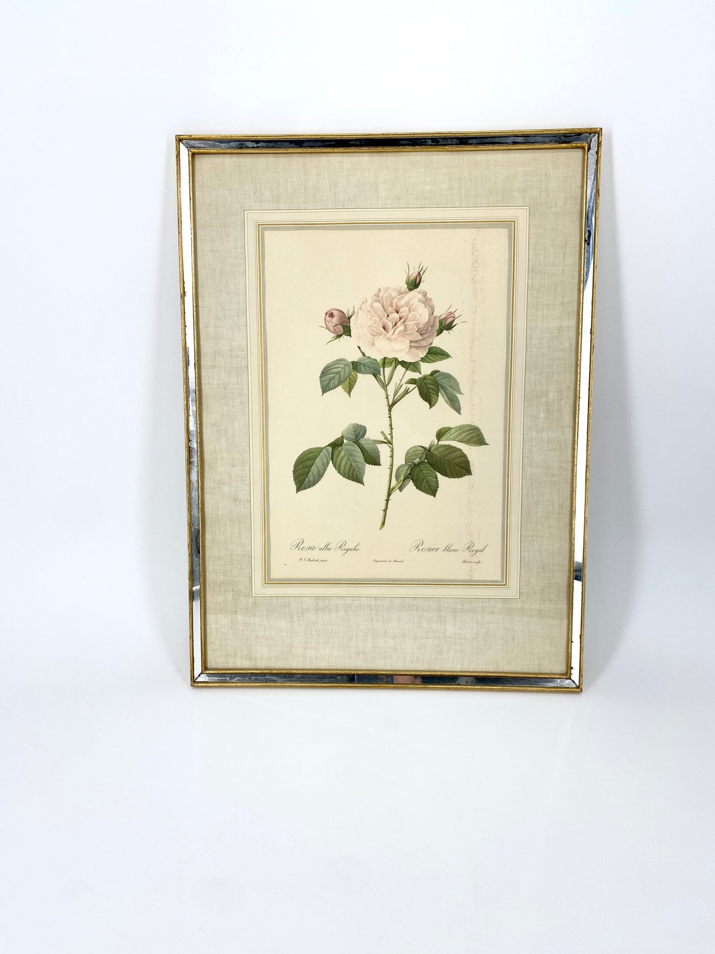 2x Redoute - Rosa Centifolia/Blanc. Offset-Druck Rose, botanisch-klassisch.