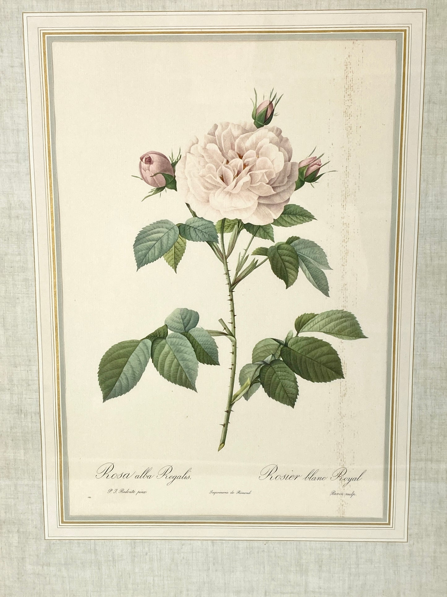 2x Redoute - Rosa Centifolia/Blanc. Offset-Druck Rose, botanisch-klassisch.