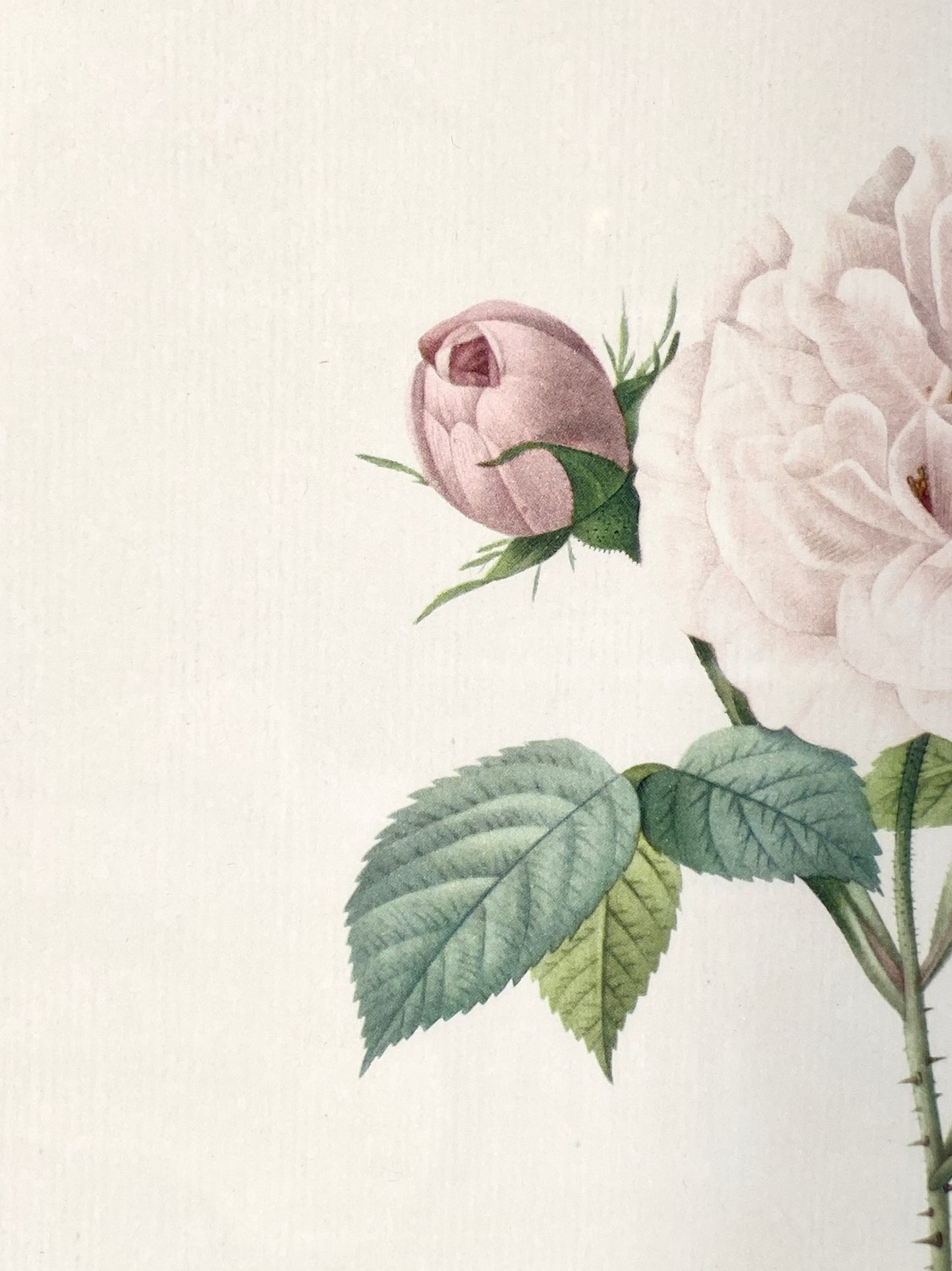 2x Redoute - Rosa Centifolia/Blanc. Offset-Druck Rose, botanisch-klassisch.