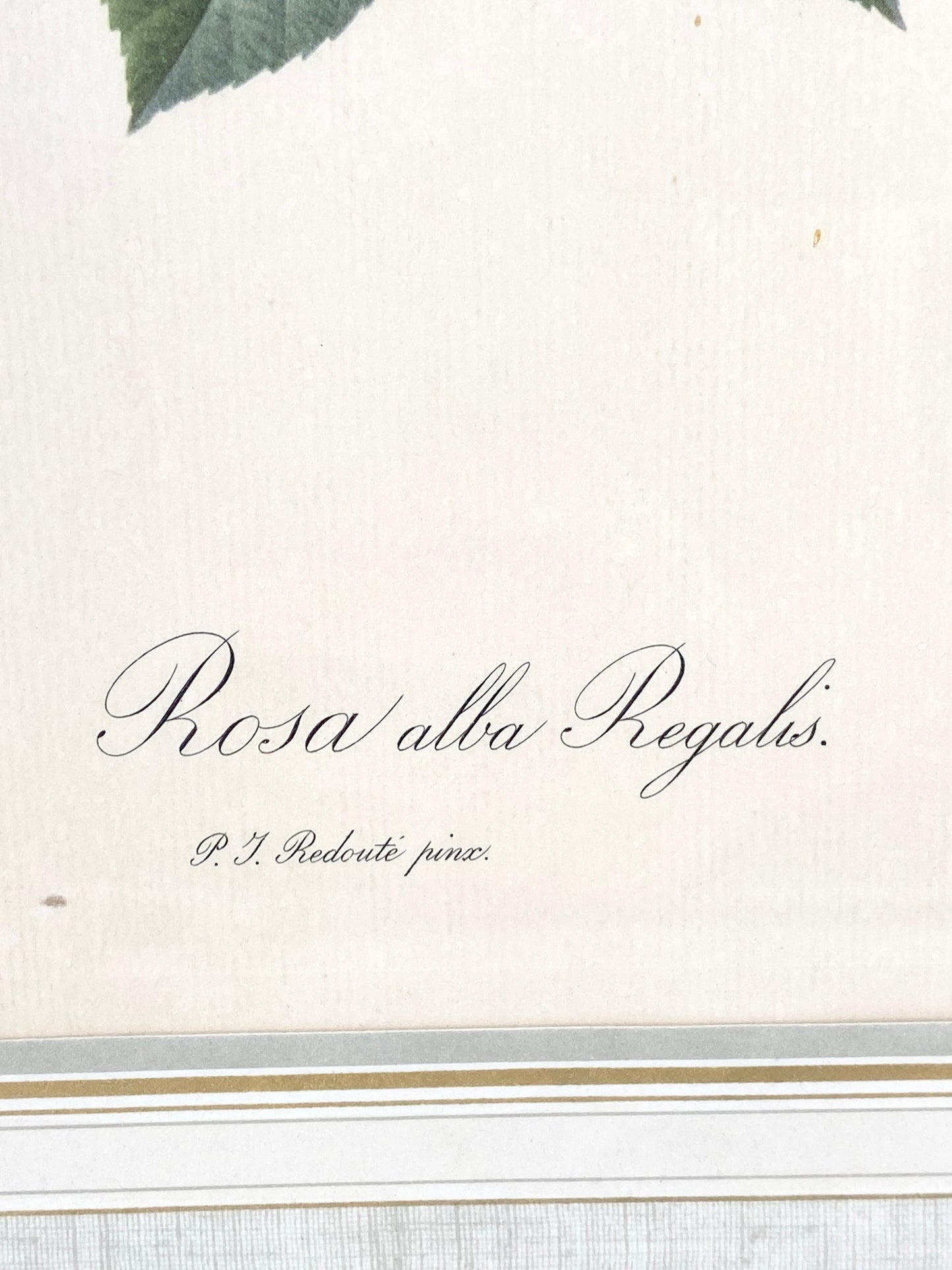 2x Redoute - Rosa Centifolia/Blanc. Offset-Druck Rose, botanisch-klassisch.