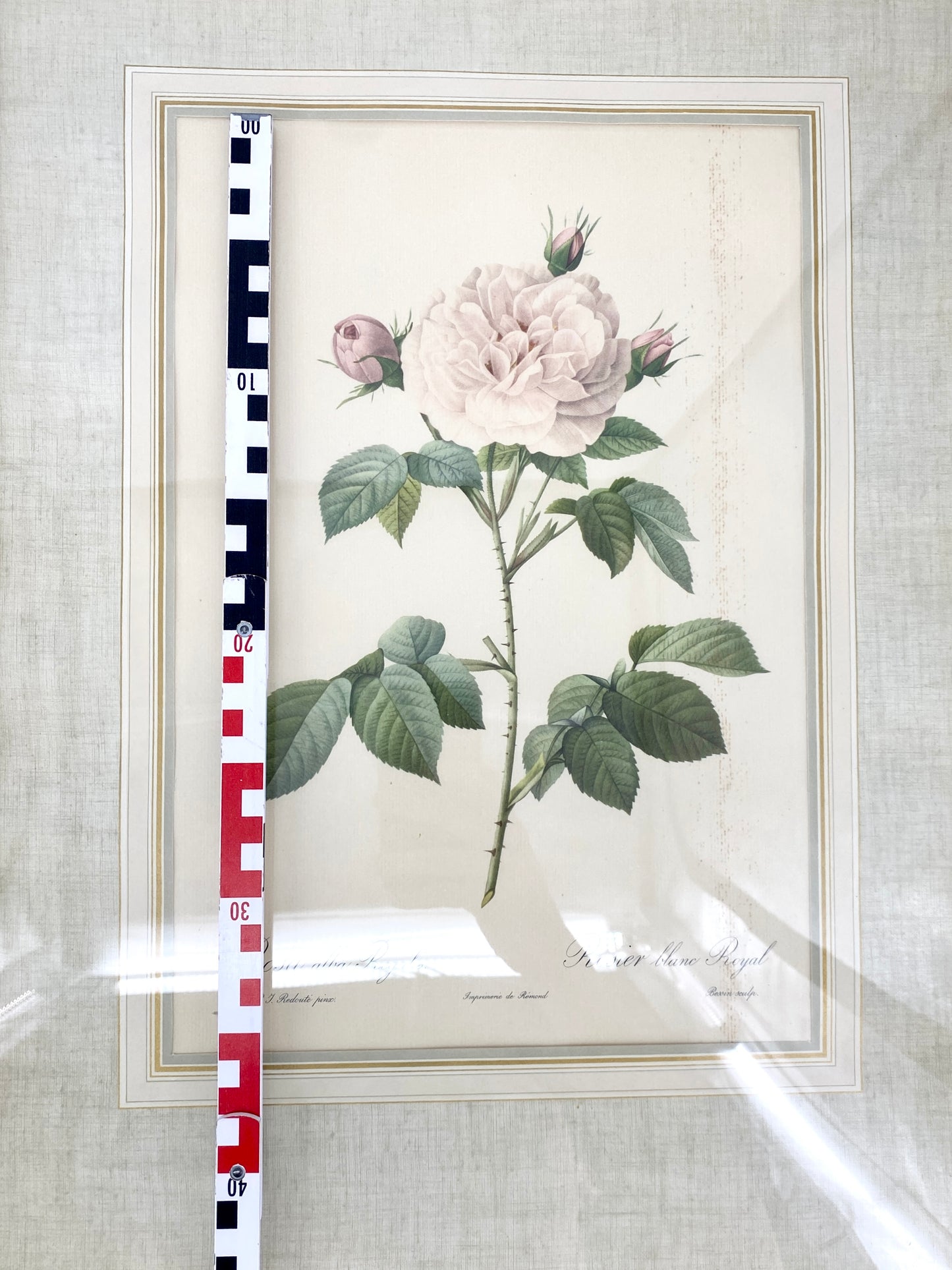2x Redoute - Rosa Centifolia/Blanc. Offset-Druck Rose, botanisch-klassisch.
