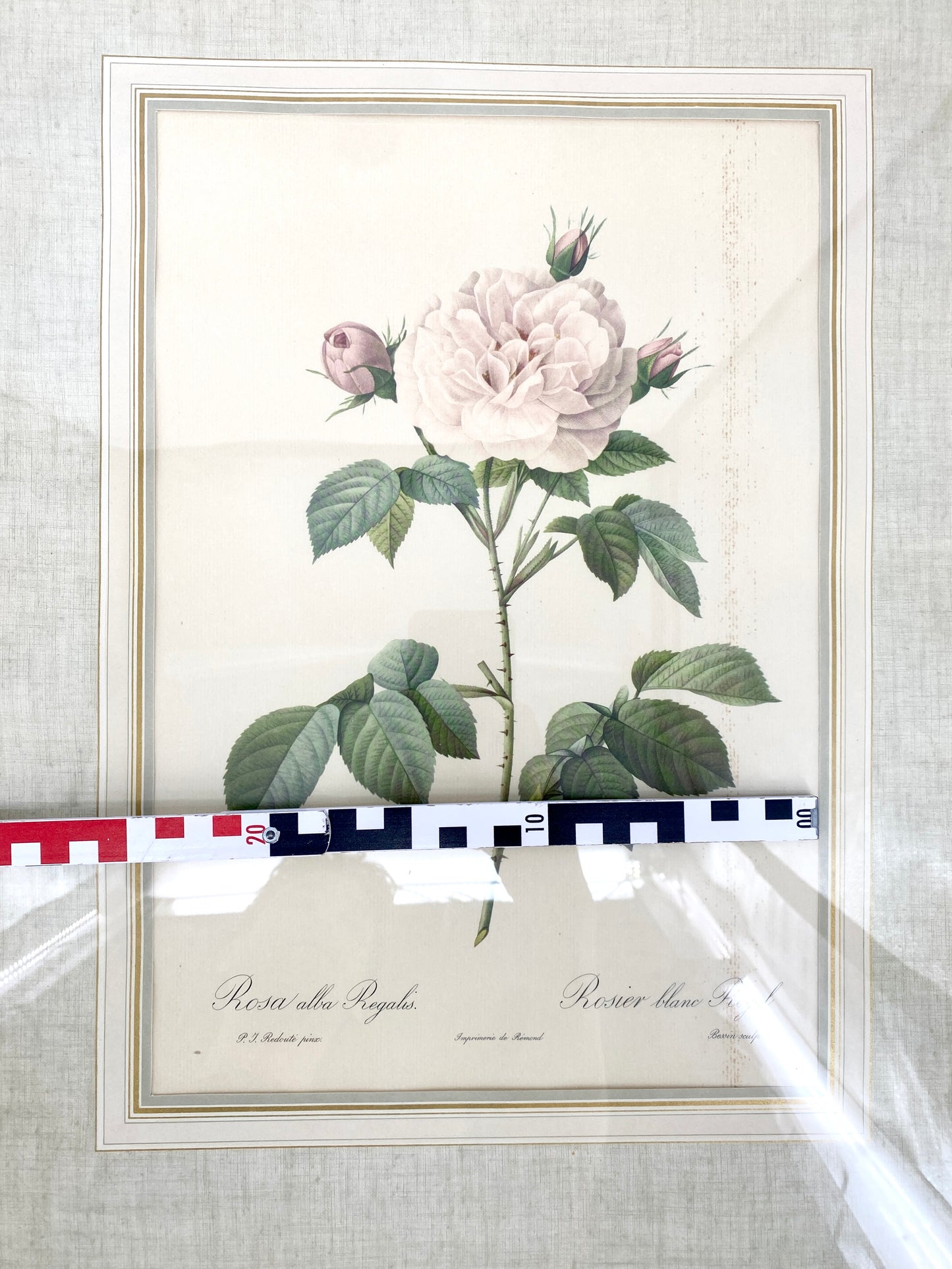 2x Redoute - Rosa Centifolia/Blanc. Offset-Druck Rose, botanisch-klassisch.