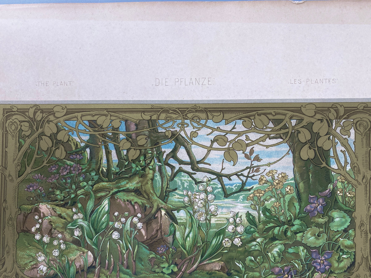 Blüten. Aus: Anton Seder - Die Pflanze in Kunst und Gewerbe. Blatt 57, Original Jugendstil.