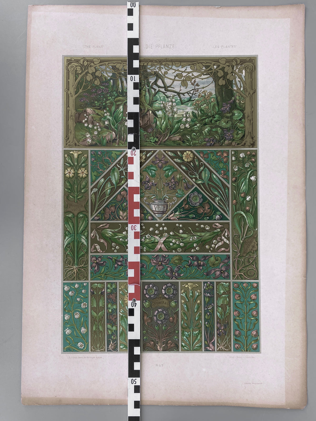 Blüten. Aus: Anton Seder - Die Pflanze in Kunst und Gewerbe. Blatt 57, Original Jugendstil.