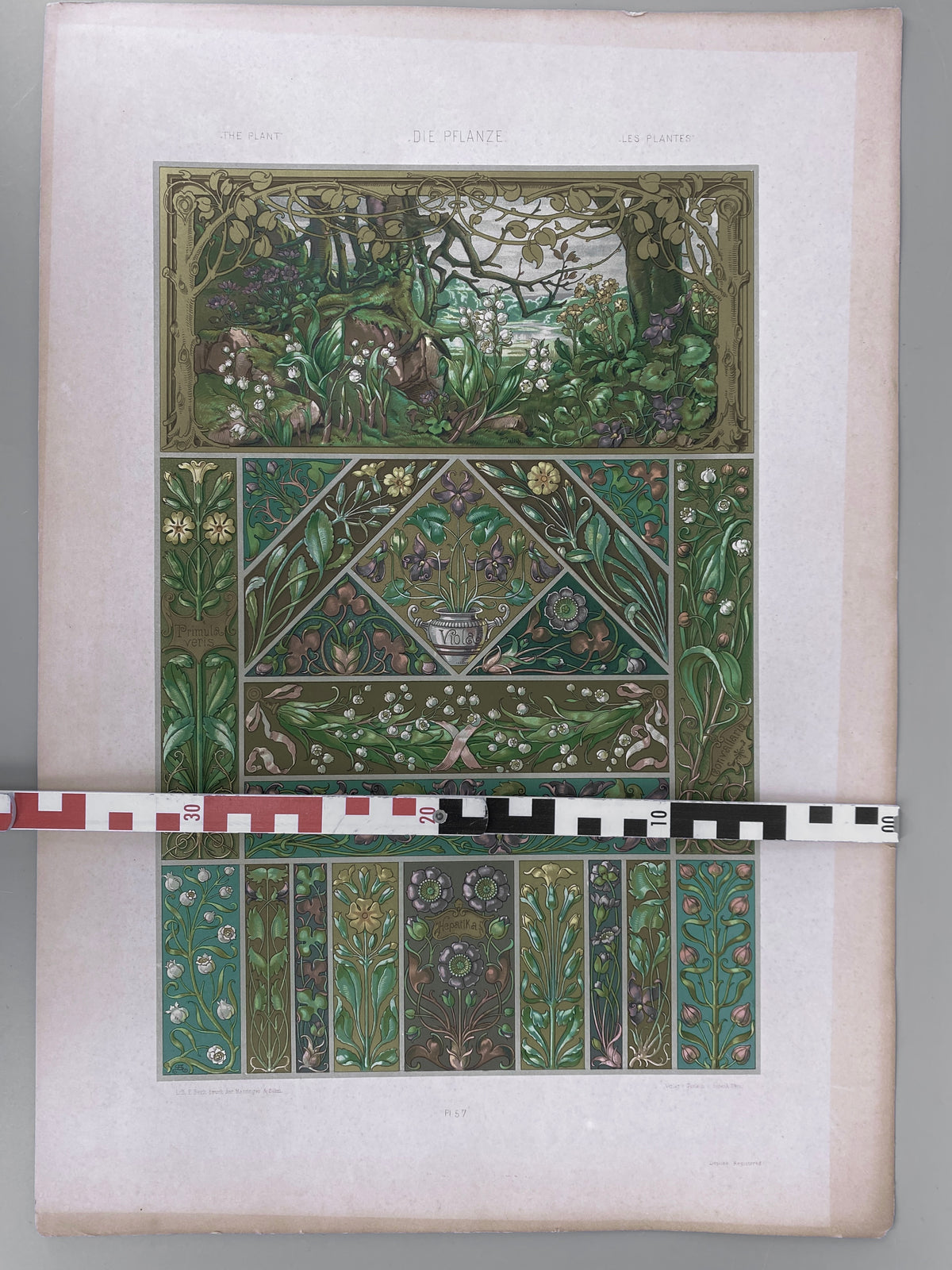 Blüten. Aus: Anton Seder - Die Pflanze in Kunst und Gewerbe. Blatt 57, Original Jugendstil.