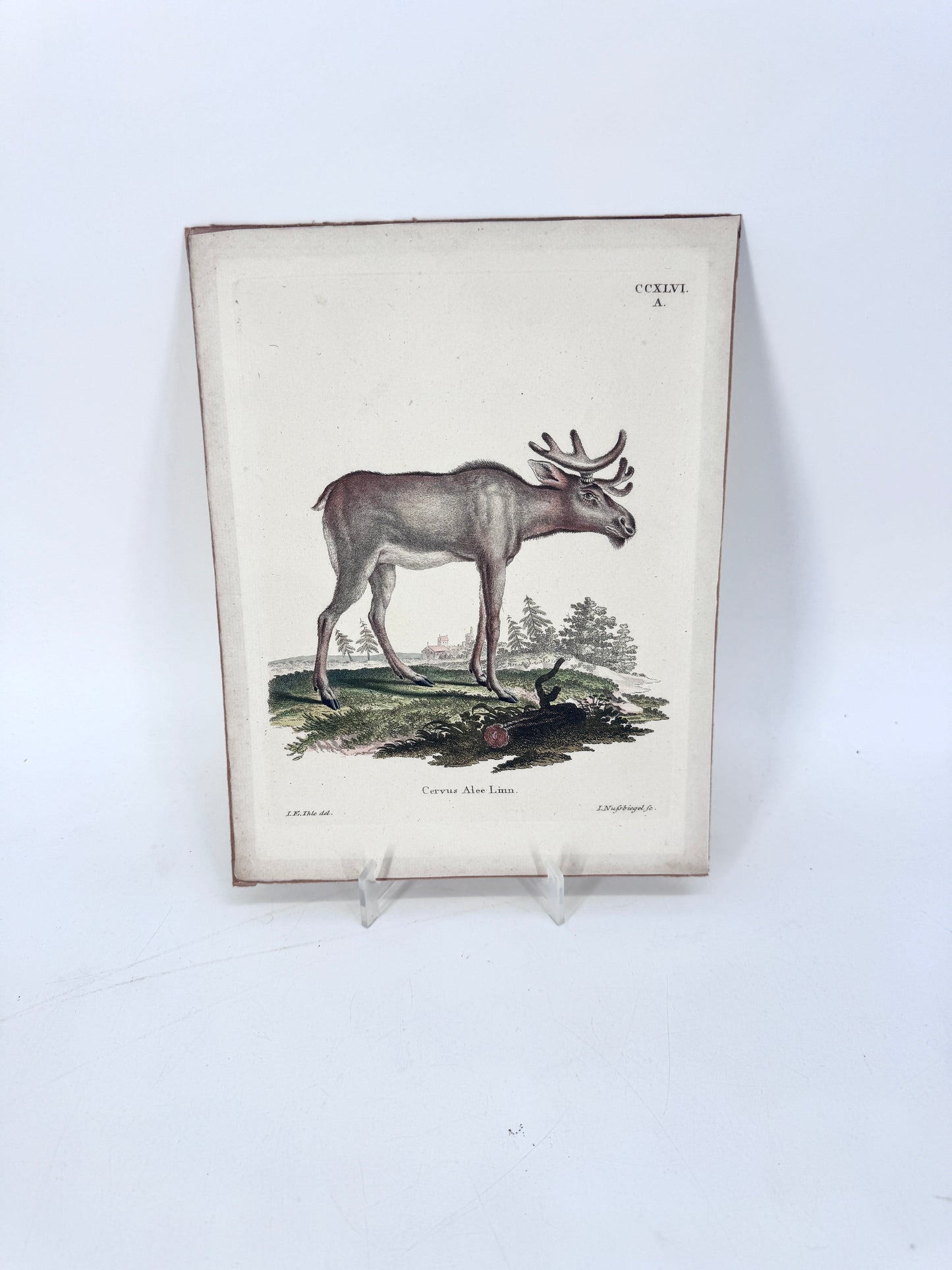 Cervus Alee Linn, Kupferstich eines Elches. Nussbiegel nach a Mellin, 18 Jh