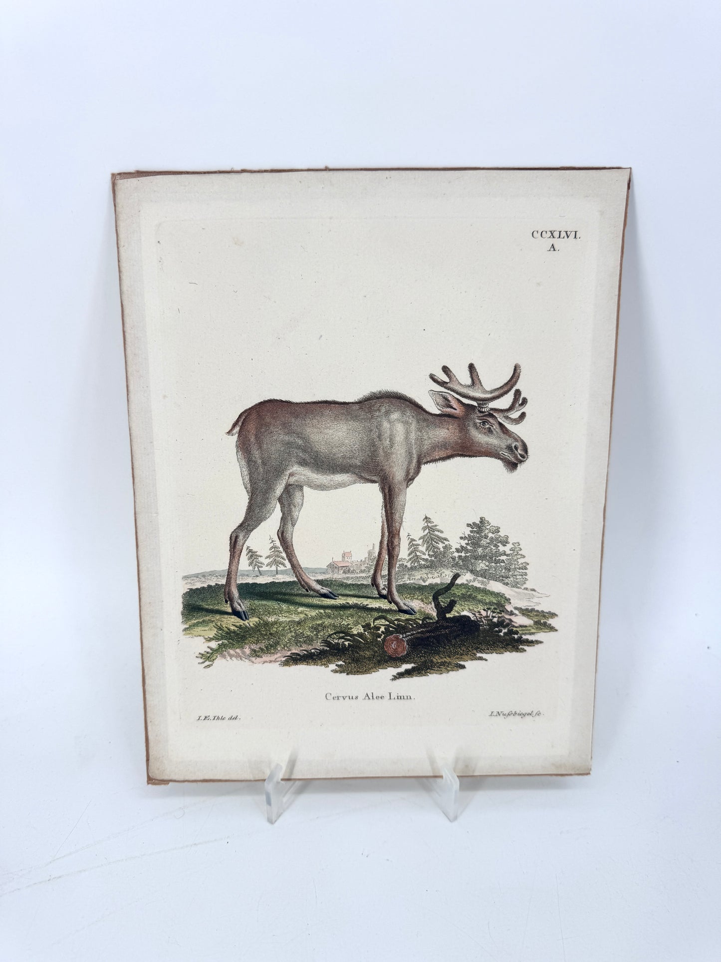 Cervus Alee Linn, Kupferstich eines Elches. Nussbiegel nach a Mellin, 18 Jh