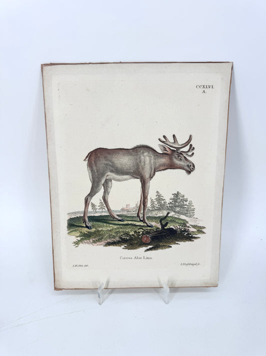 Cervus Alee Linn, Kupferstich eines Elches. Nussbiegel nach a Mellin, 18 Jh