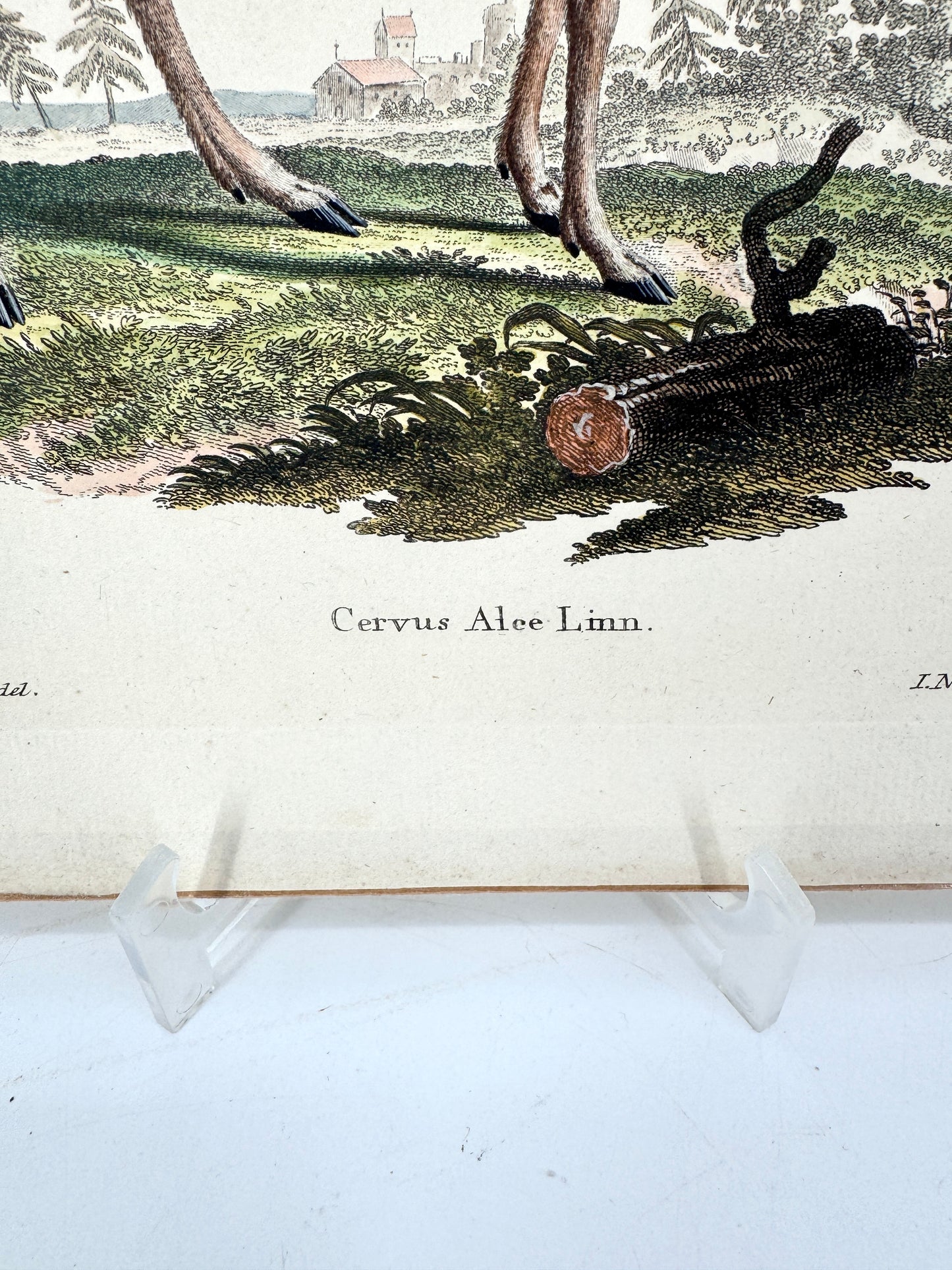 Cervus Alee Linn, Kupferstich eines Elches. Nussbiegel nach a Mellin, 18 Jh