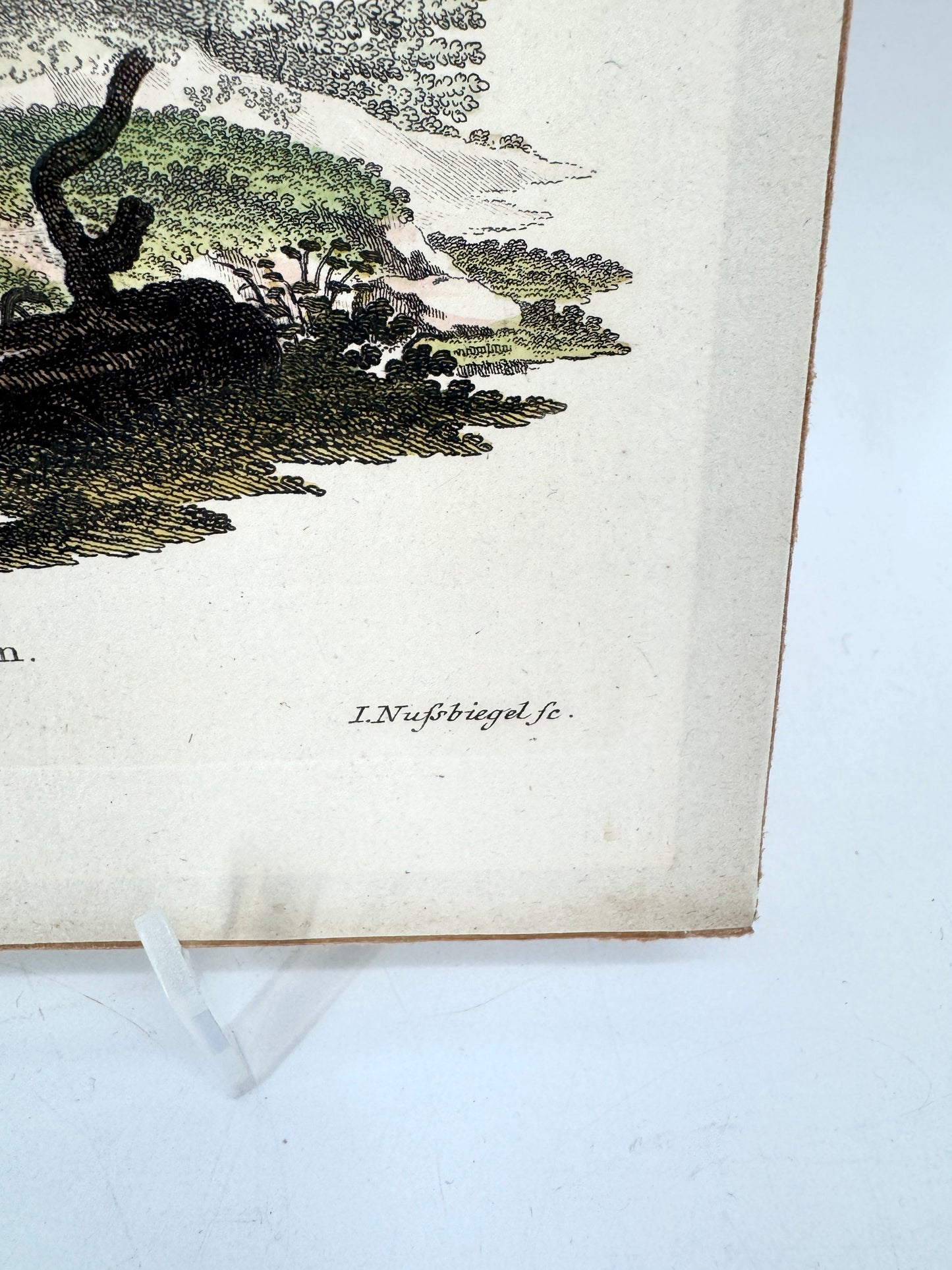 Cervus Alee Linn, Kupferstich eines Elches. Nussbiegel nach a Mellin, 18 Jh