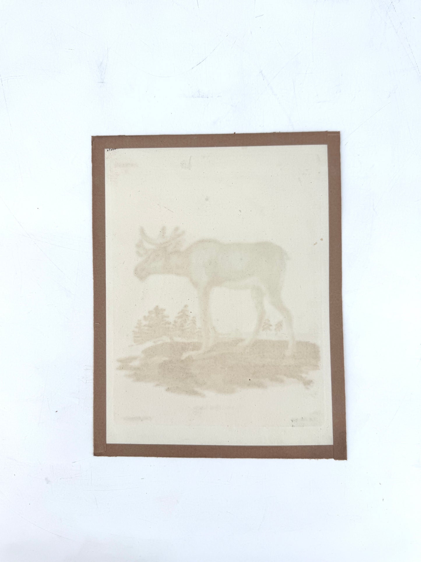 Cervus Alee Linn, Kupferstich eines Elches. Nussbiegel nach a Mellin, 18 Jh
